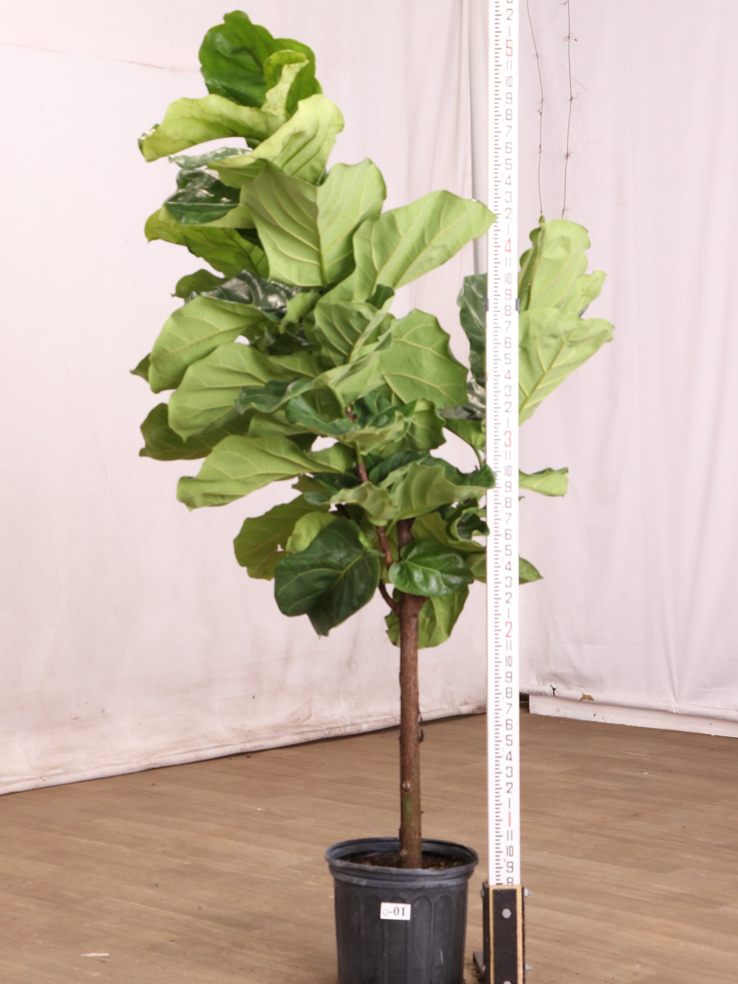 10 foot fiddle leaf fig 3-5 FT Fiddle Leaf Fig- NYC, NJ, CT, Boston, Providence, Washington DC, Baltimore, Philadelphia, Princeton, Long Island, and Upstate NY Local Plant
