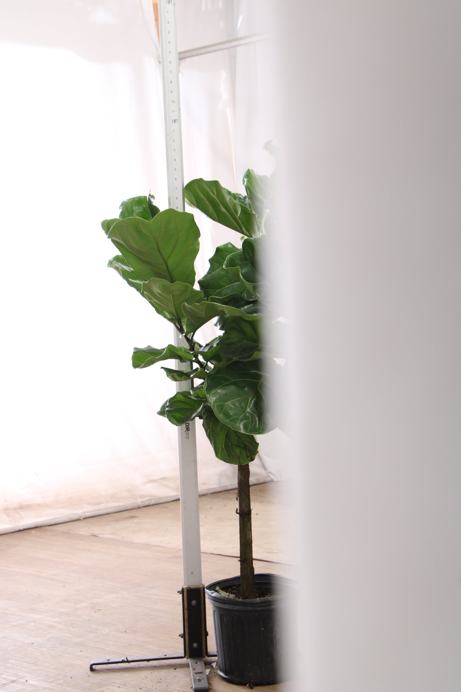 fiddle leaf fig nyc 3-5 FT Fiddle Leaf Fig- NYC, NJ, CT, Boston, Providence, Washington DC, Baltimore, Philadelphia, Princeton, Long Island, and Upstate NY Local Plant