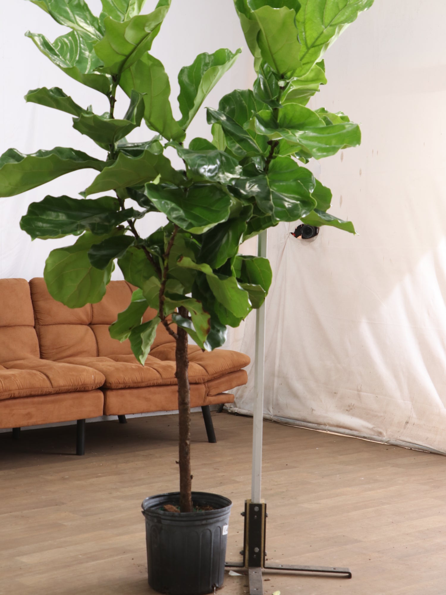 fiddle leaf fig dallas tx 3-5 FT Fiddle Leaf Fig- NYC, NJ, CT, Boston, Providence, Washington DC, Baltimore, Philadelphia, Princeton, Long Island, and Upstate NY Local Plant Delivery – Dahing Plants