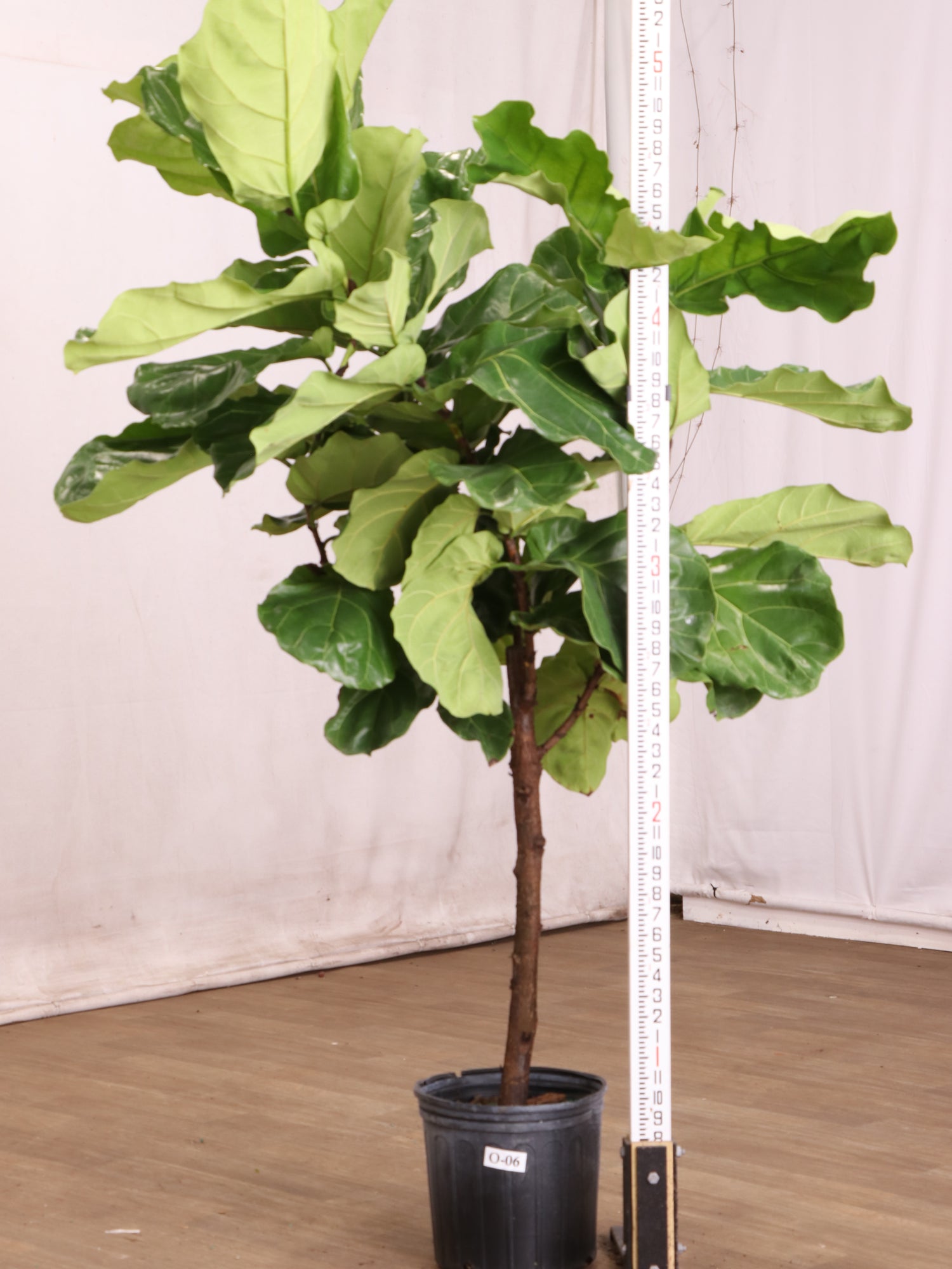 fiddle leaf fig in marathi 3-5 FT Fiddle Leaf Fig- NYC, NJ, CT, Boston, Providence, Washington DC, Baltimore, Philadelphia, Princeton, Long Island, and Upstate NY Local Plant Delivery – Dahing Plants
