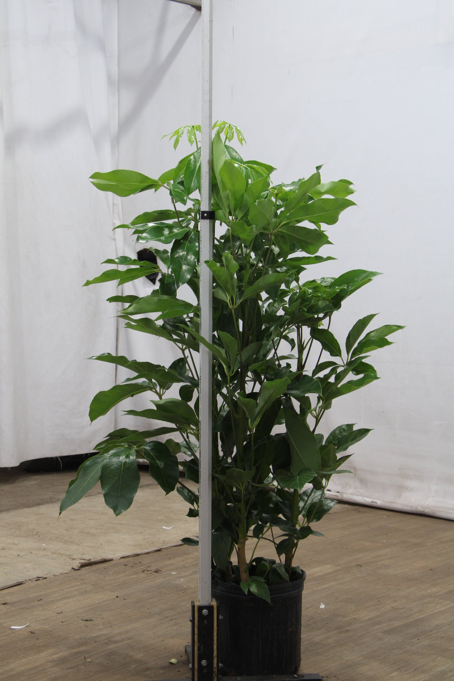 schefflera amate indoor plant care 3-5 FT Schefflera Amate | NYC, NJ, CT, Boston, Providence, Washington DC, Baltimore, Philadelphia, Princeton, Long Island, and Upstate NY Delivery
