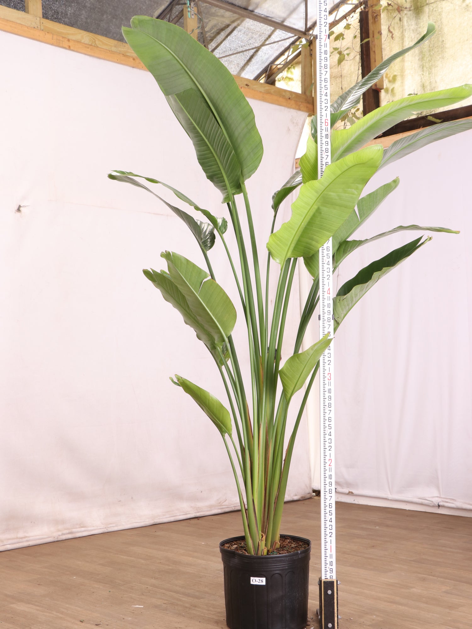 palm of paradise plant 6-8FT Bird-of-Paradise