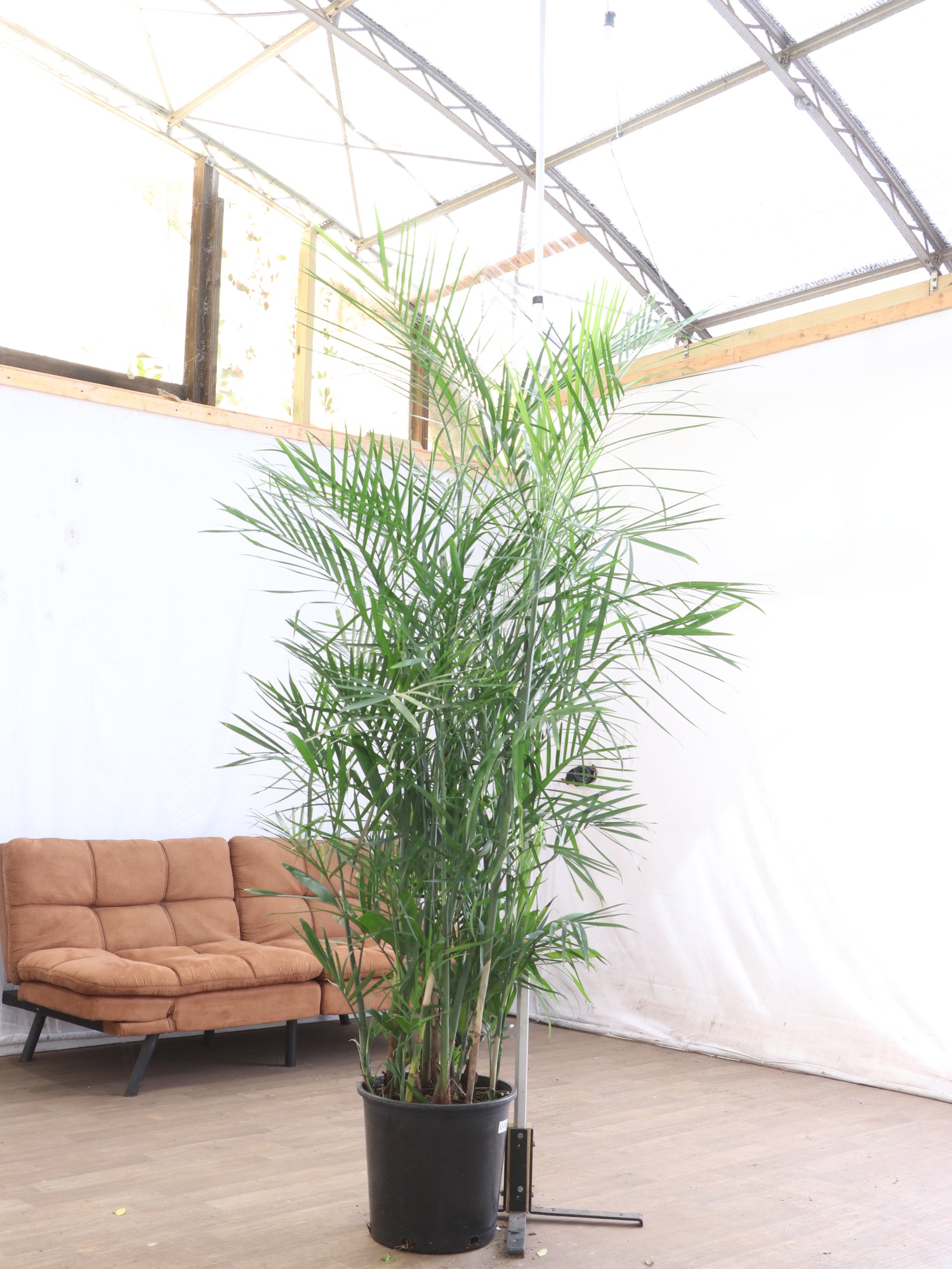 bamboo palm plant indoor Full Size Bamboo Palm