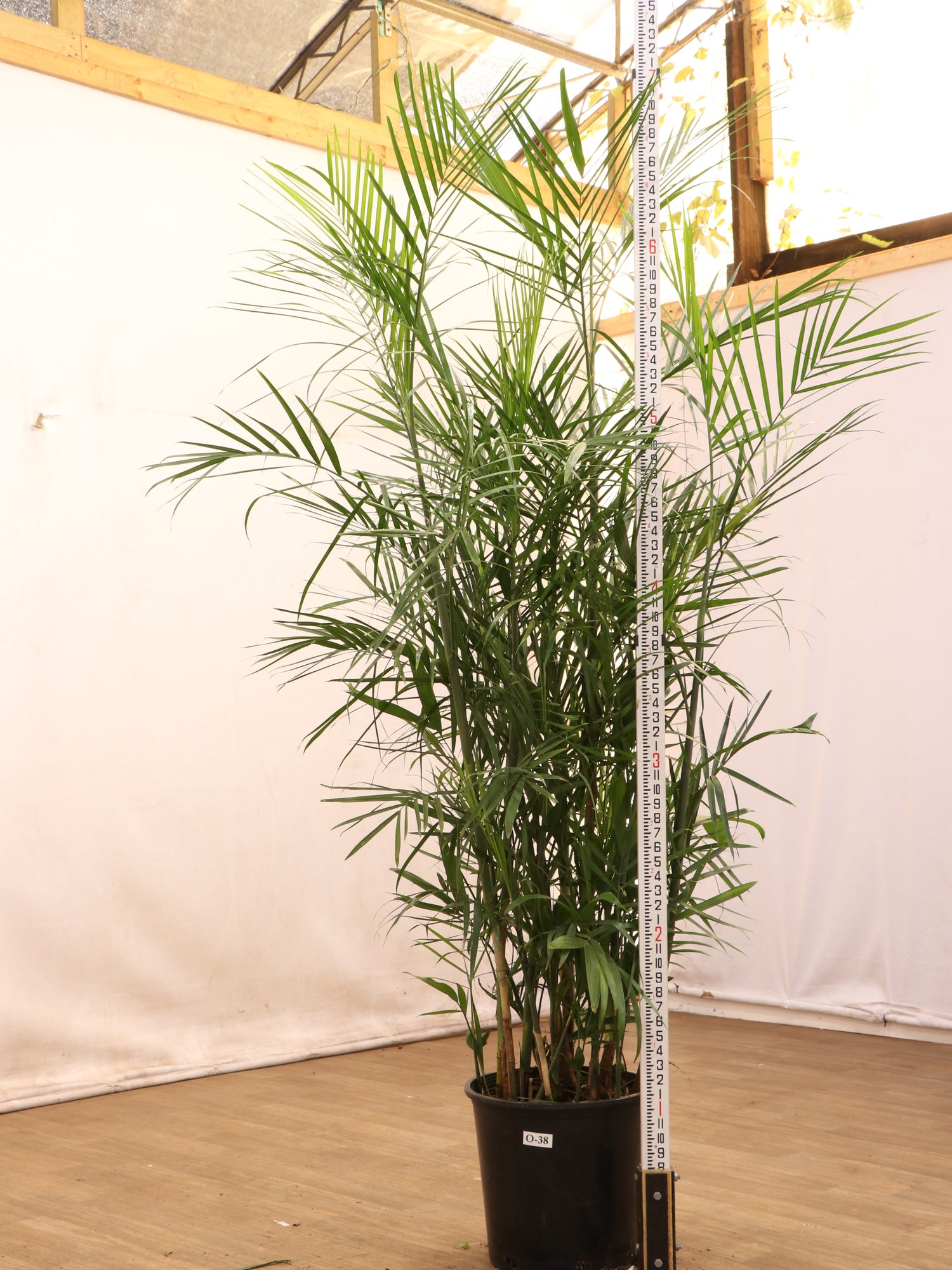 palm bamboo plants Full Size Bamboo Palm
