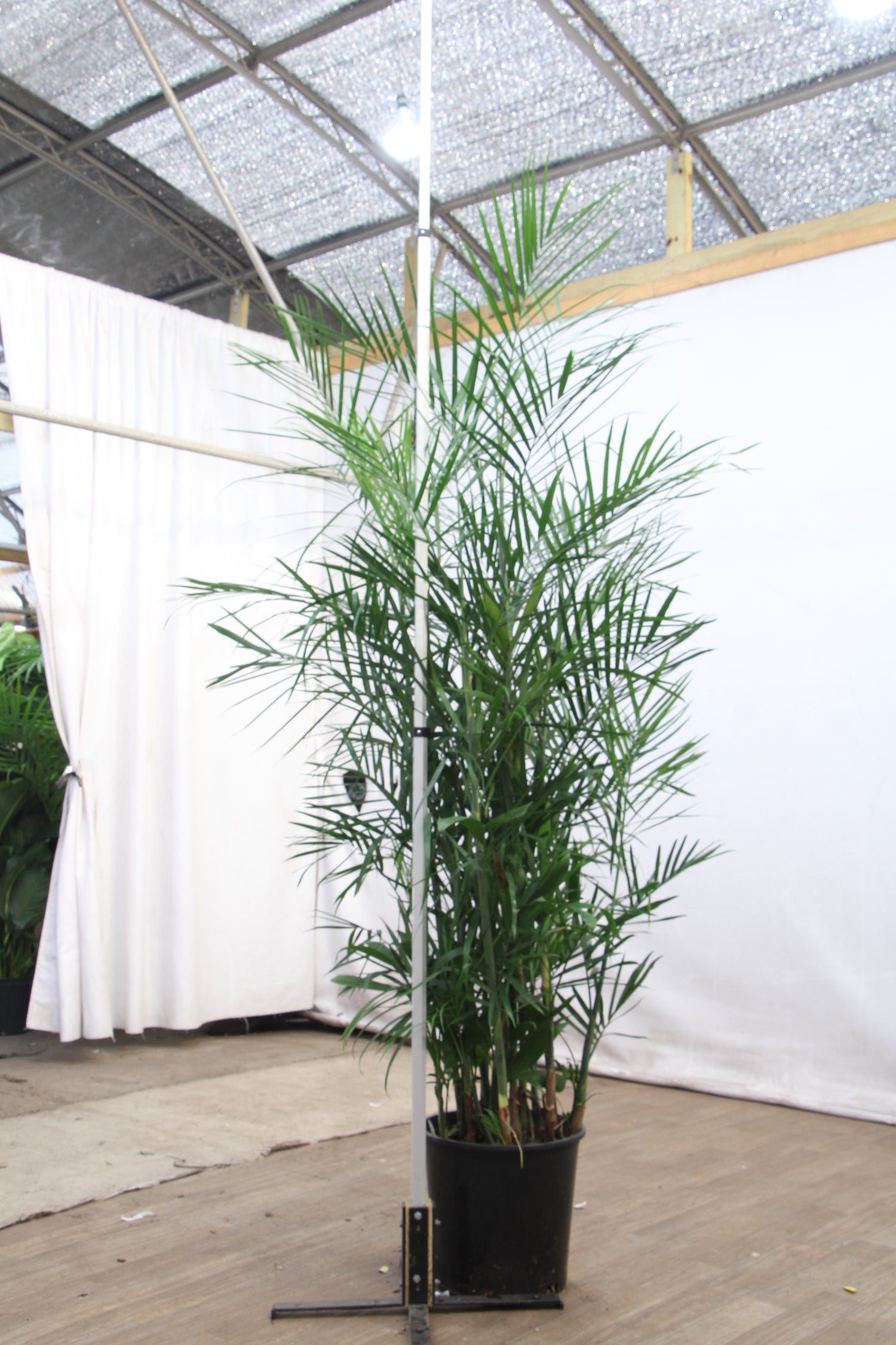bamboo palm plant outdoor 6-8ft Bamboo Palm – Dahing Plants