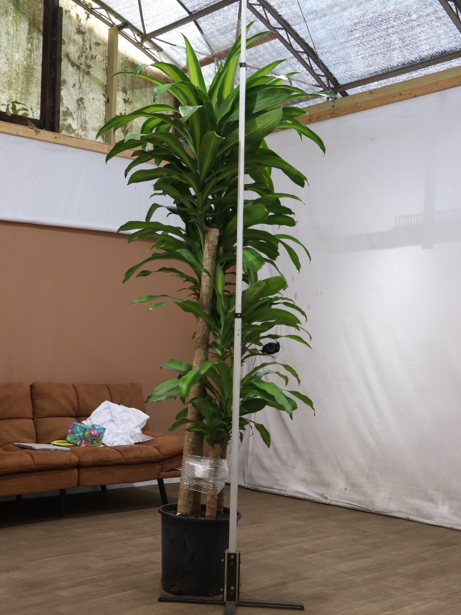 large tall indoor planter 6-8ft Mass Cane – Dahing Plants