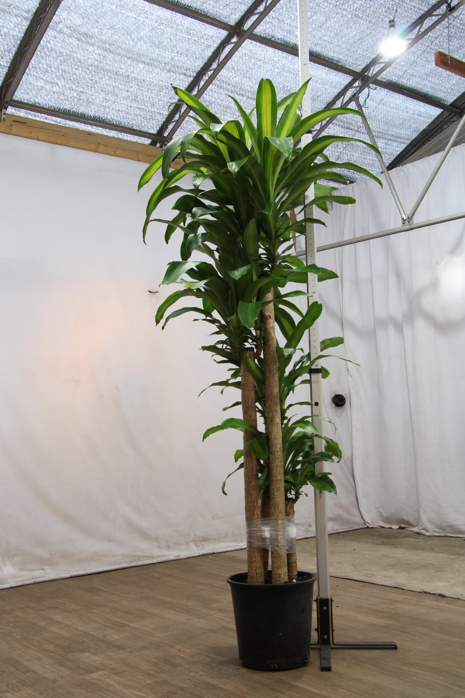 dracaena massangeana cane plant 6-8ft Mass Cane – Dahing Plants