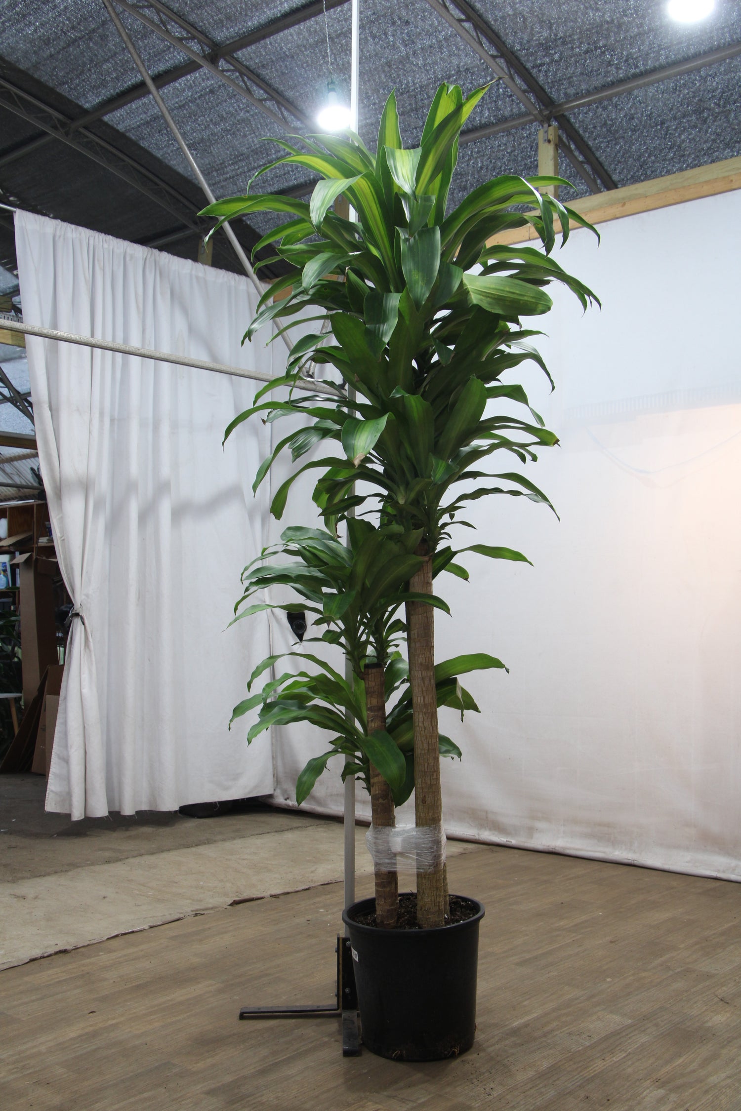 indoor mass cane plant Full Size Mass Cane