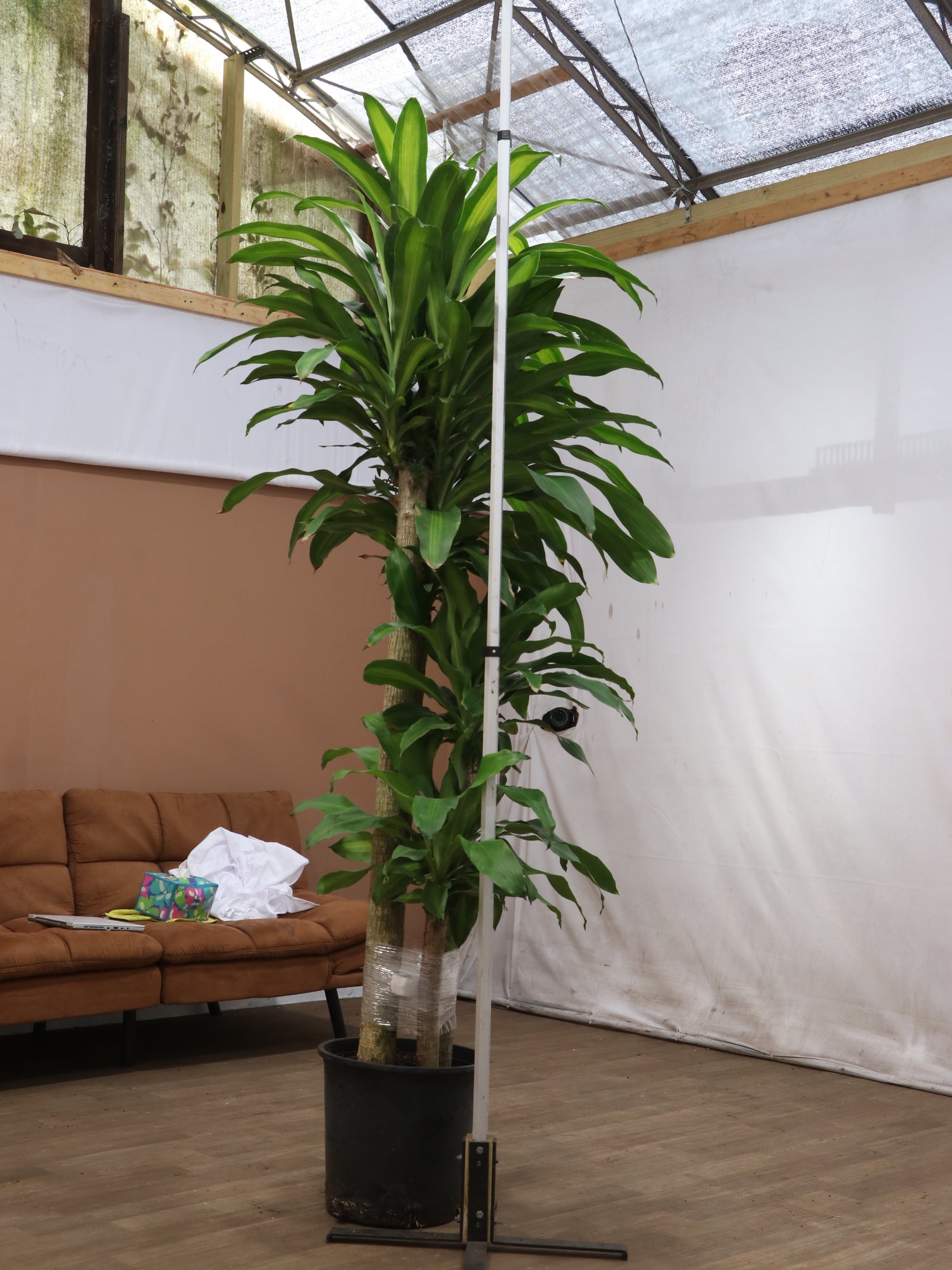 mass cane plant indoor or outdoor Full Size Mass Cane