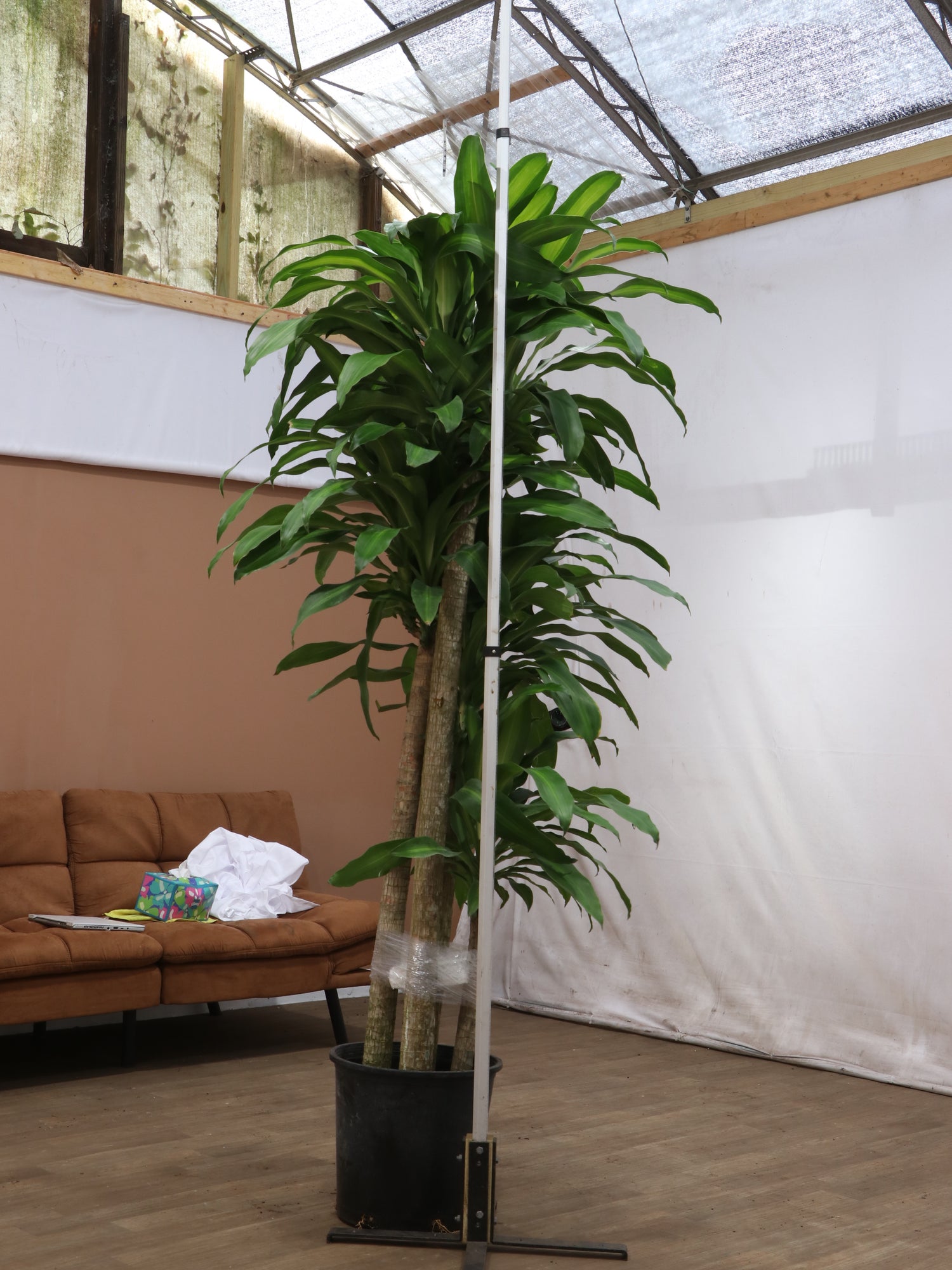 tall plants indoor for living room 6-8ft Mass Cane – Dahing Plants