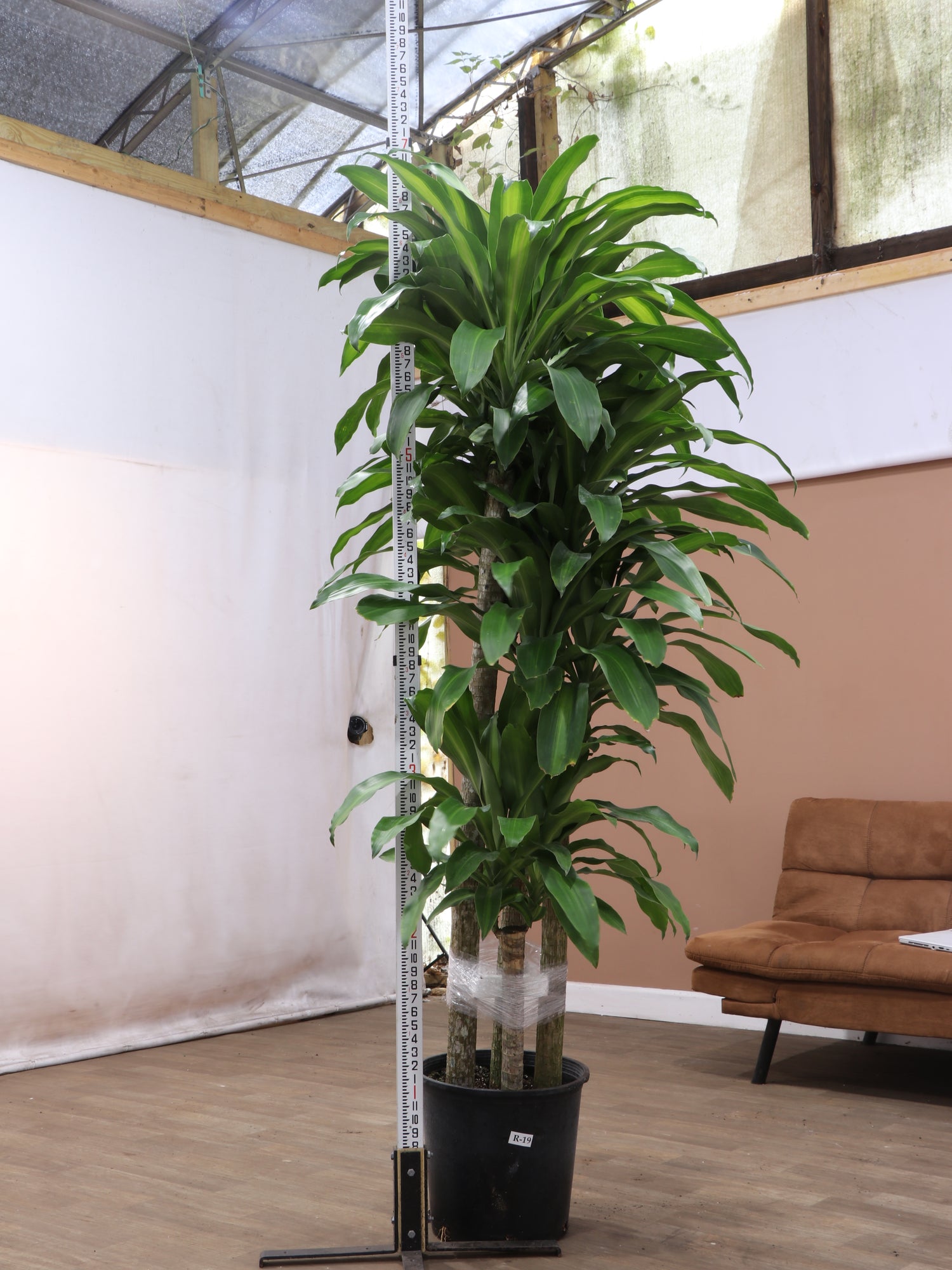 indoor mass cane plant care Full Size Mass Cane
