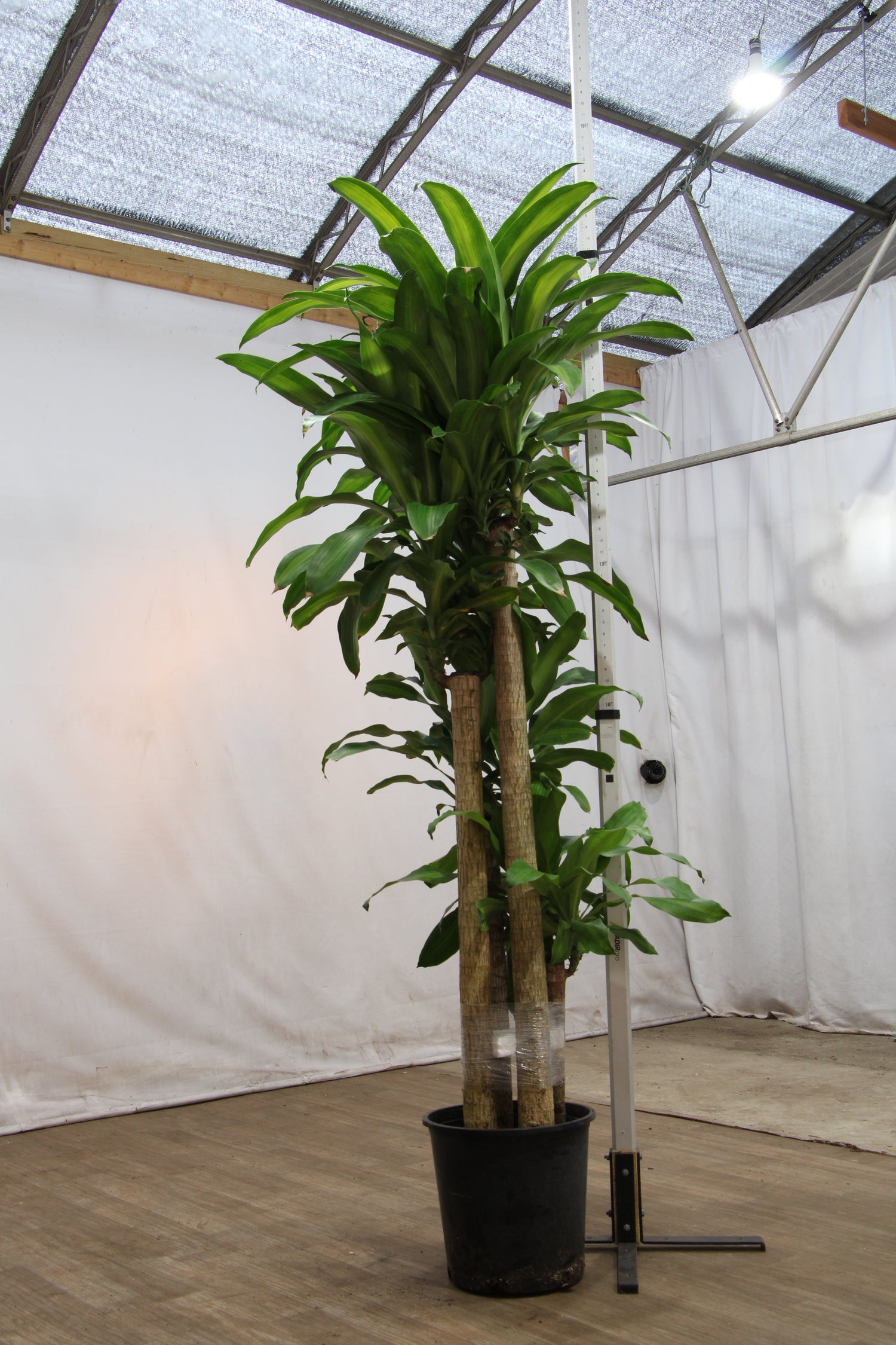 big pot for plants indoor 6-8ft Mass Cane – Dahing Plants