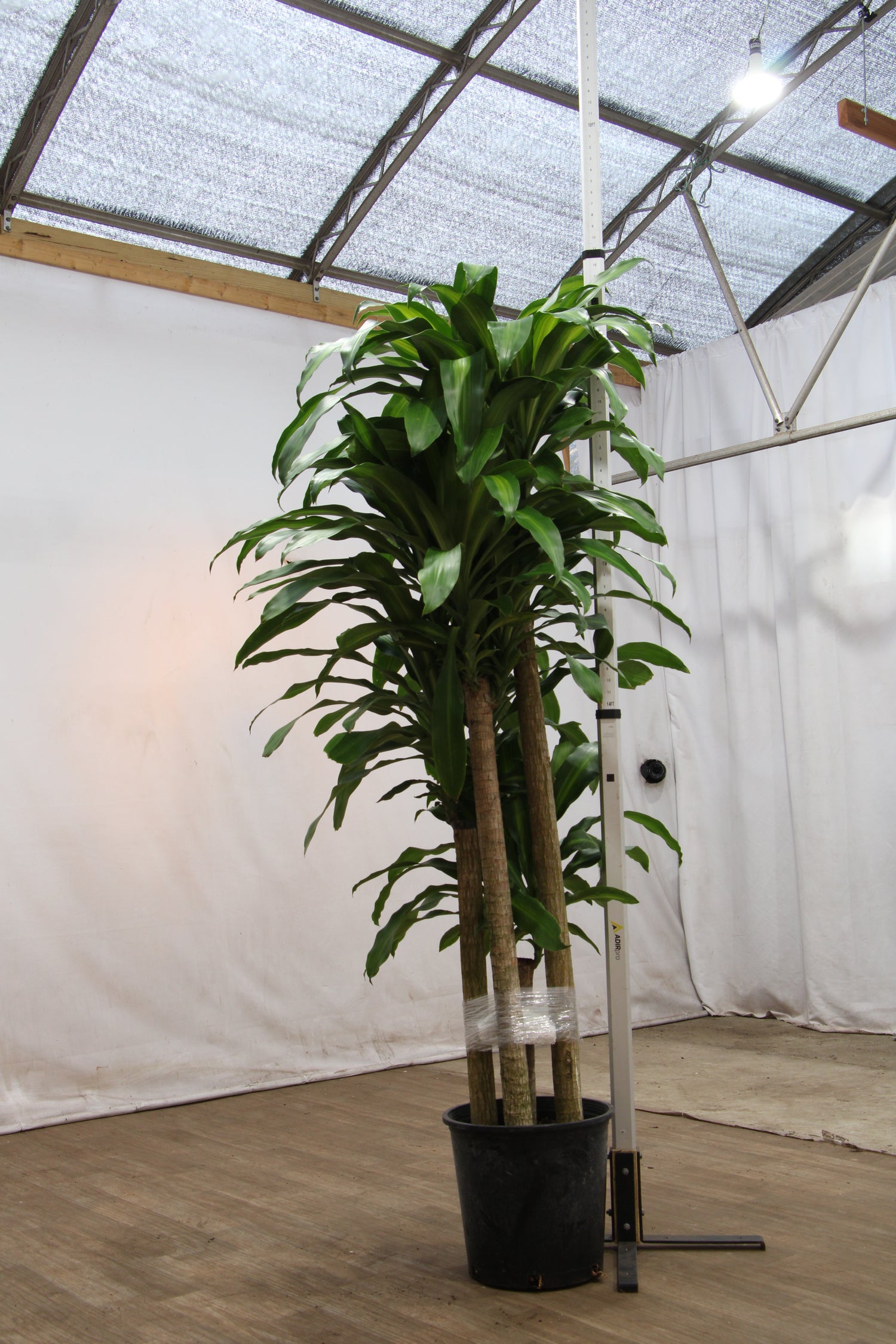 large indoor shade plants 6-8ft Mass Cane – Dahing Plants