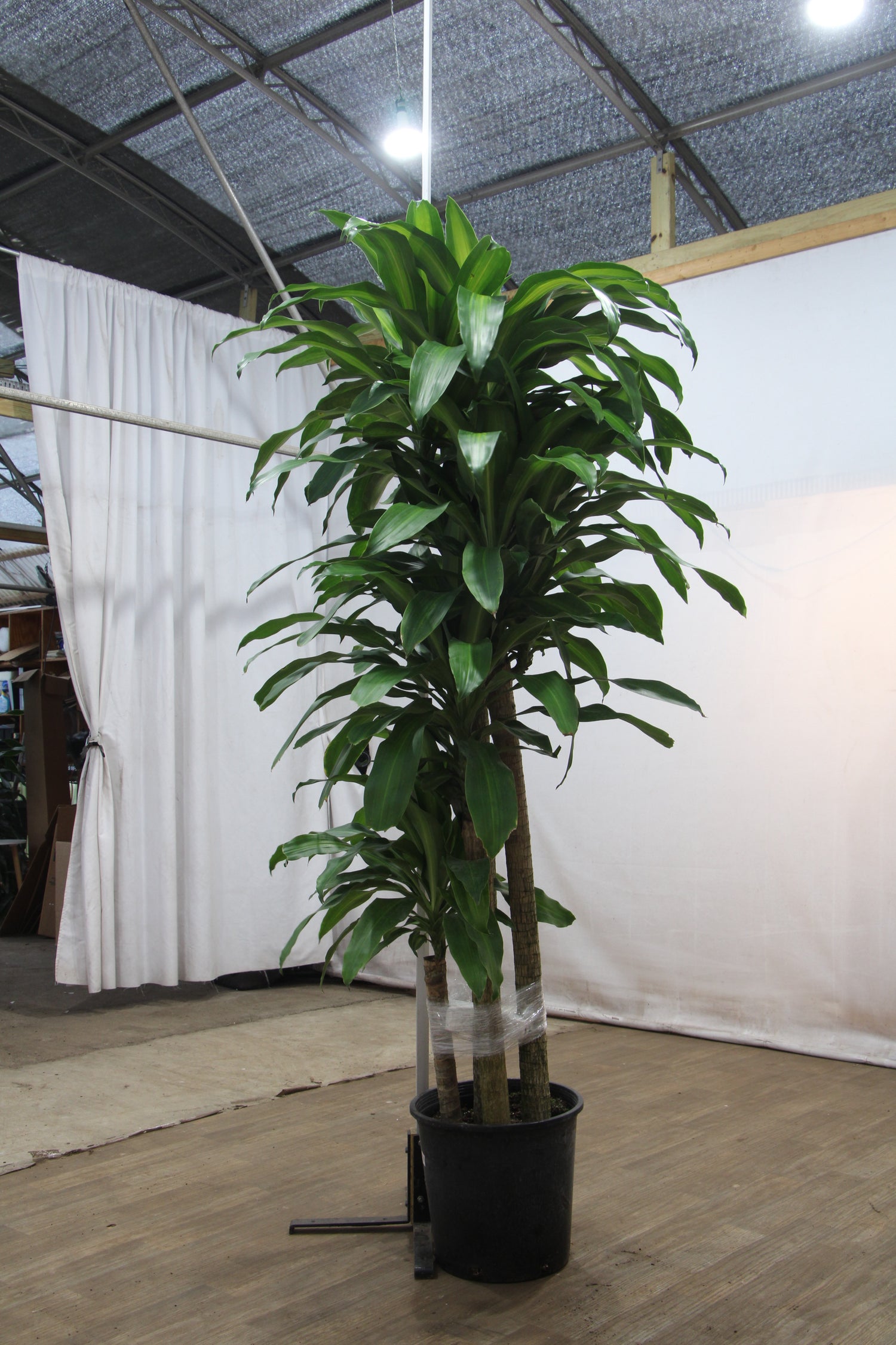 indoor plants mass cane Full Size Mass Cane