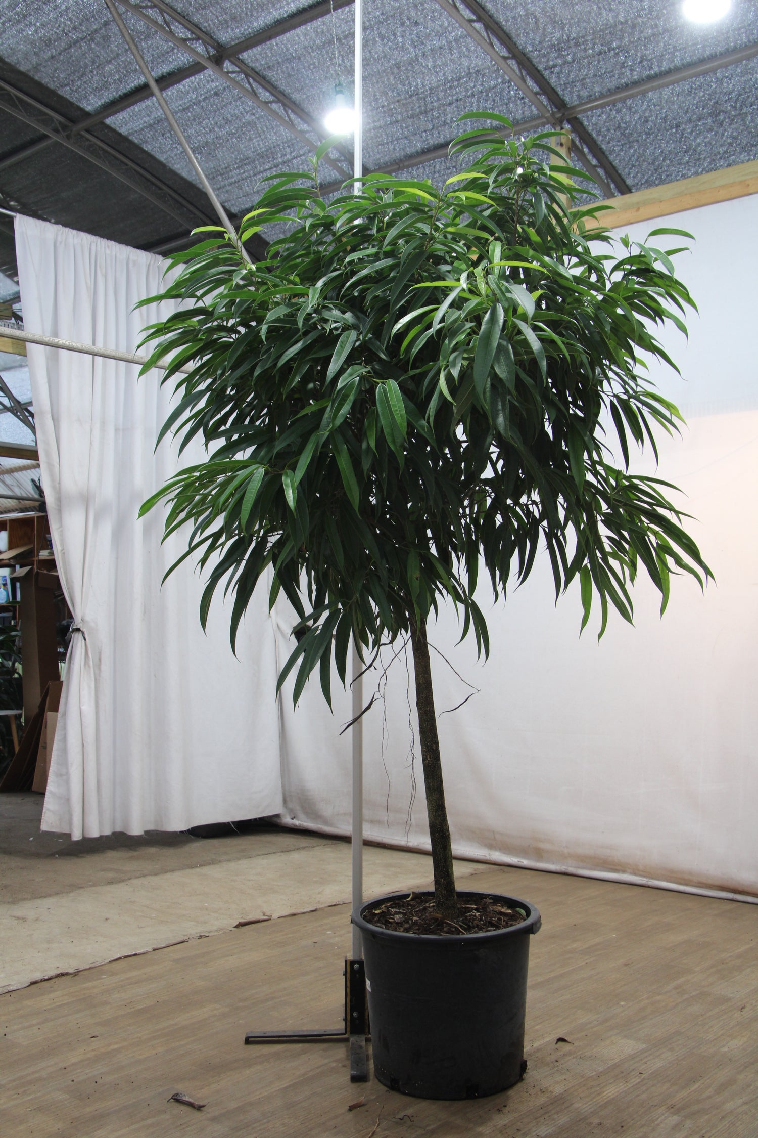 6-8ft Ficus Alii (maclellandii) – Dahing Plants
