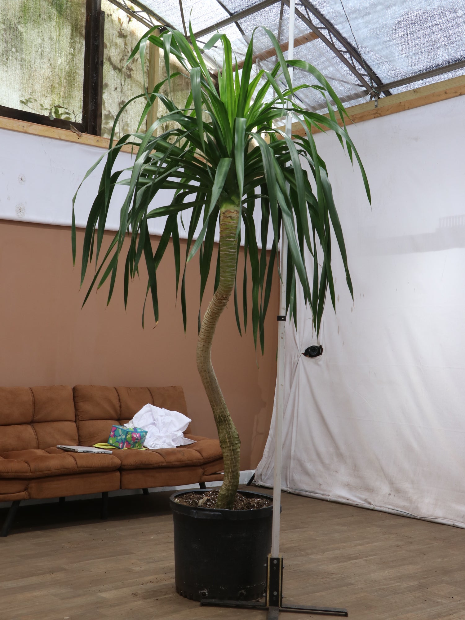 droopy dracaena Huge Dracaena 'Arborea' Single Stalk