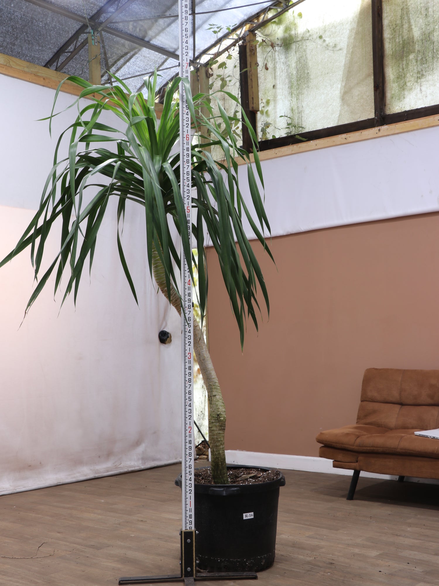 Huge Dracaena 'Arborea' Single Stalk