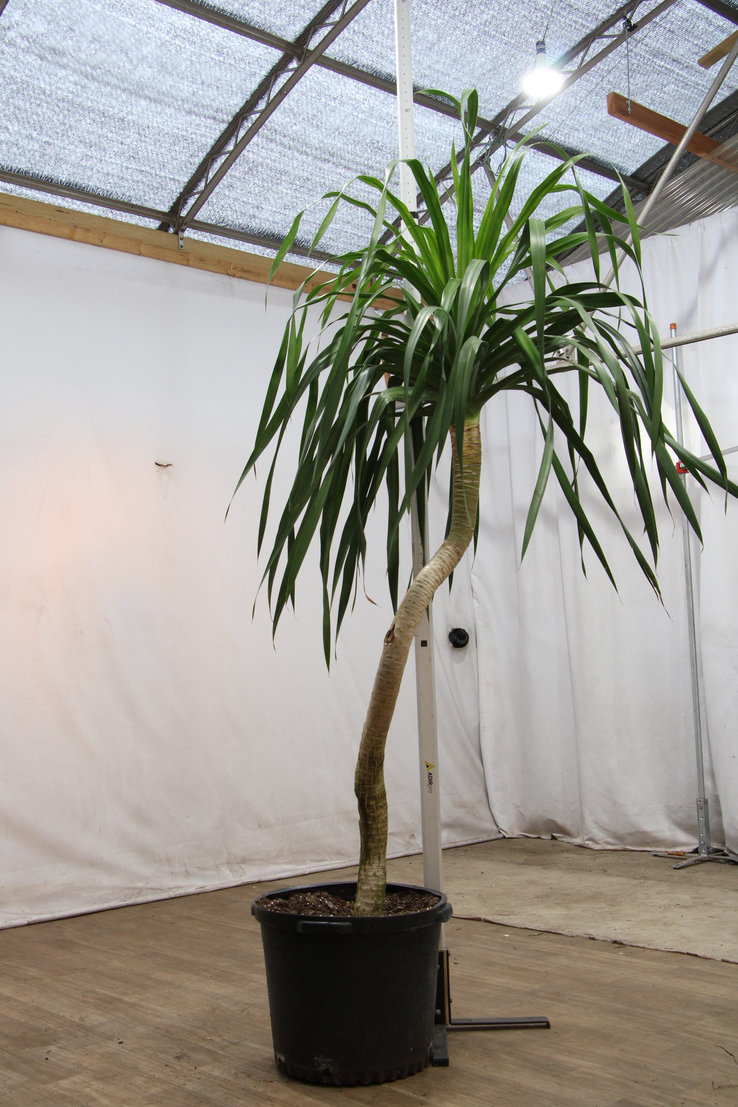 dracaena marginata droopy Buy Dracaena 'Arborea' Single Stalk Online | Large Indoor Plant