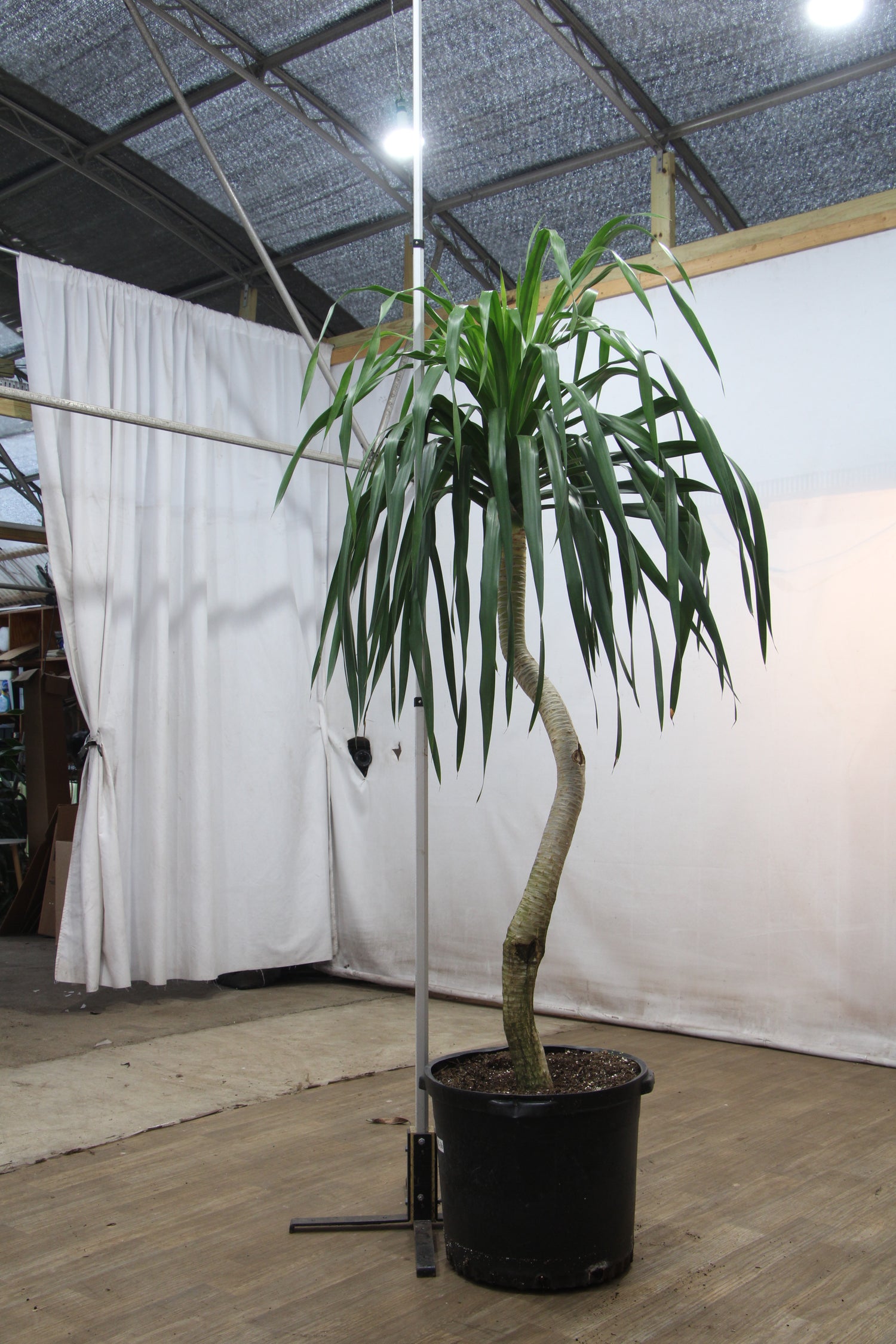 Huge Dracaena 'Arborea' Single Stalk