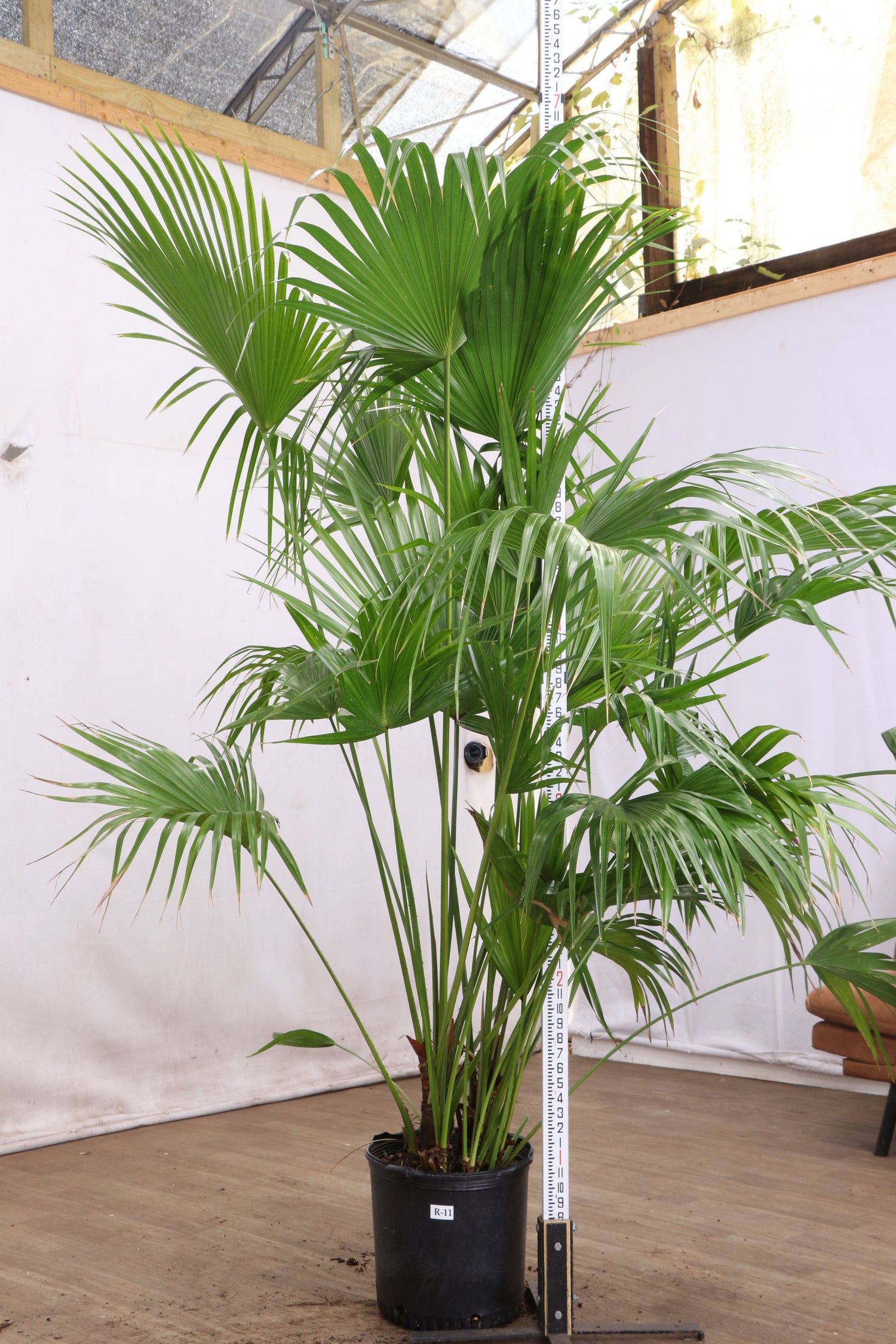 chinese palm plant care Full Size Chinese Fan Palm
