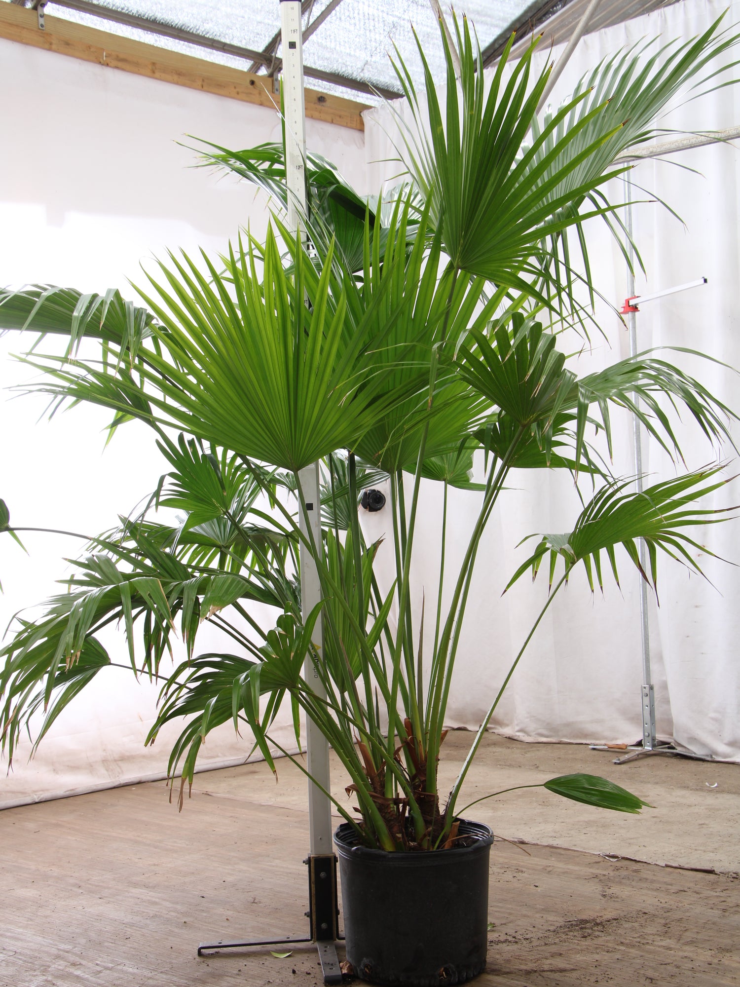 large fan palm plant Full Size Chinese Fan Palm