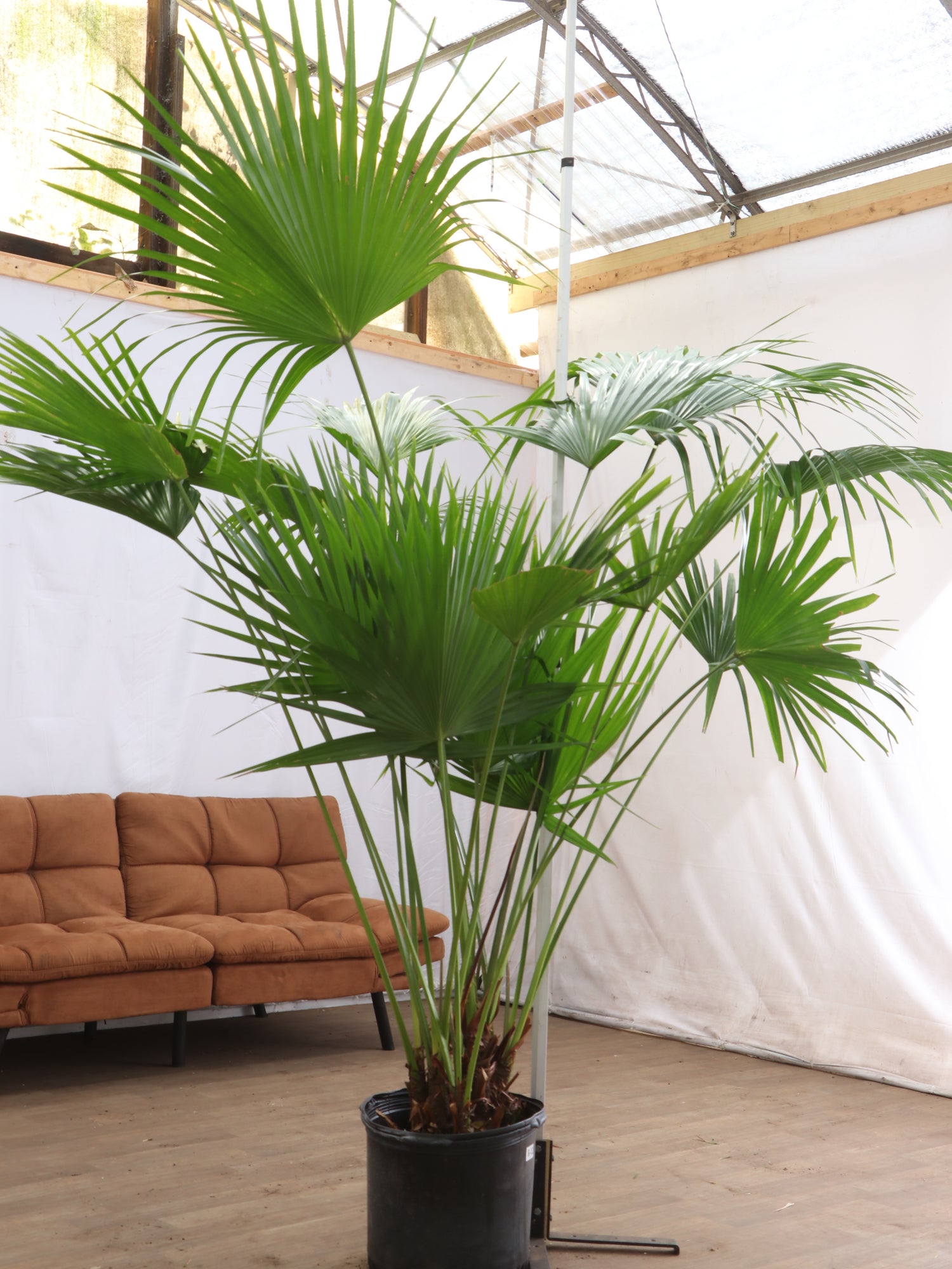 fan palm plant indoor Full Size Chinese Fan Palm