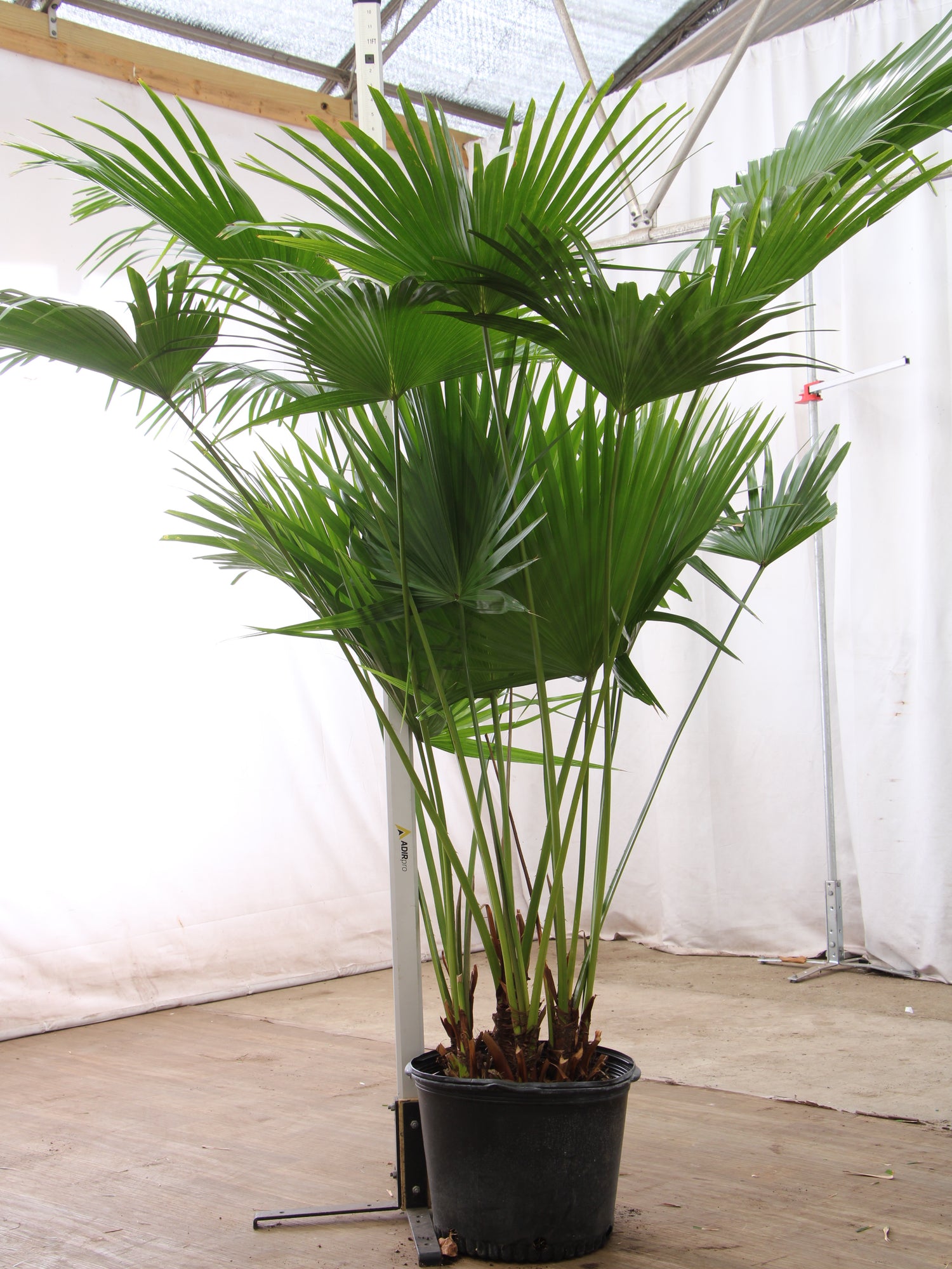 6-8ft Chinese Fan Palm – Dahing Plants