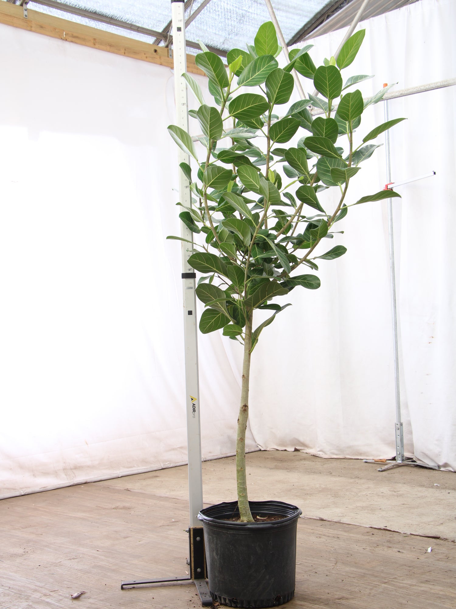 Full Size Audrey Ficus
