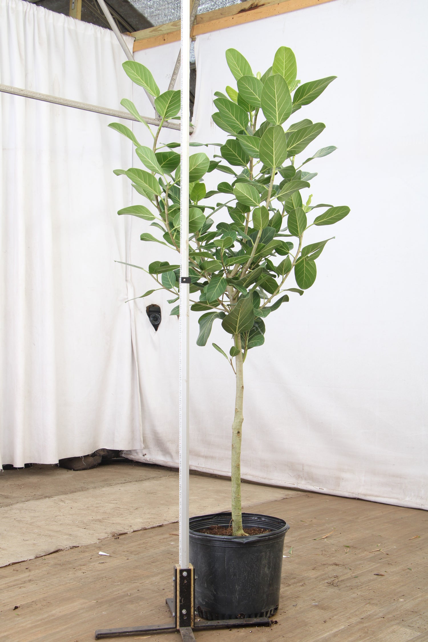 ficus audrey light requirements 6-8ft Audrey Ficus – Dahing Plants