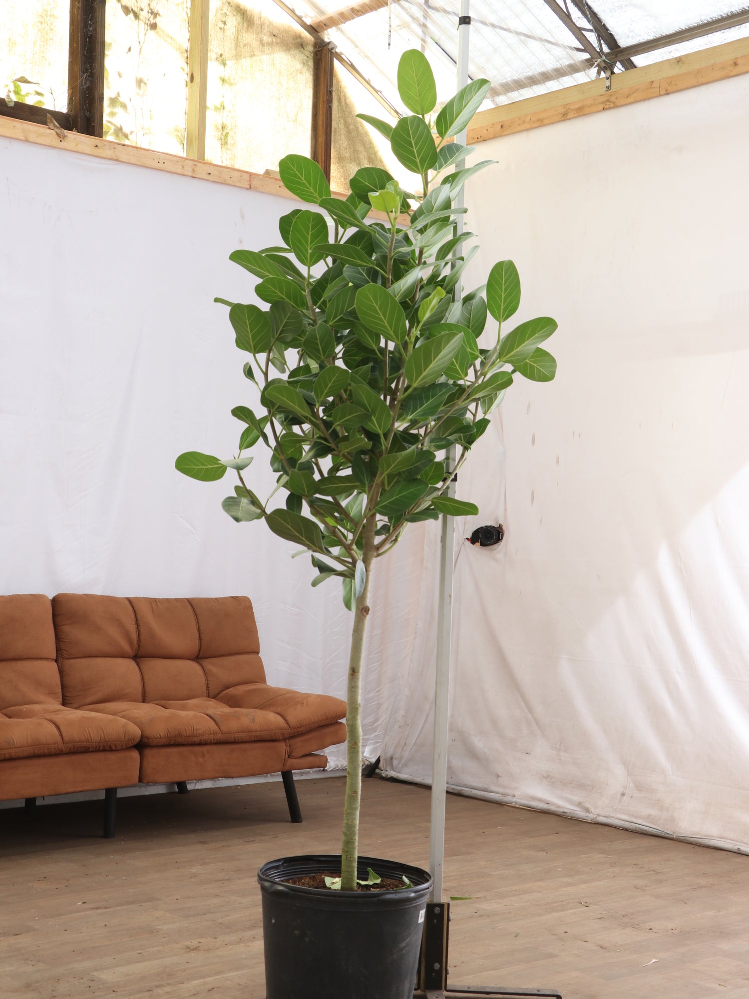 ficus audrey bengal 6-8ft Audrey Ficus – Dahing Plants