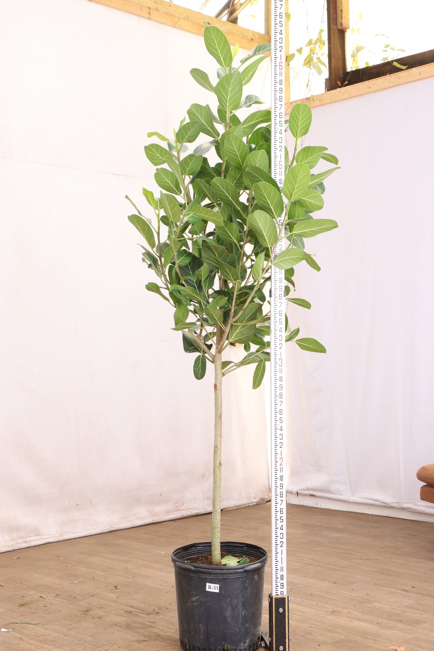 Full Size Audrey Ficus