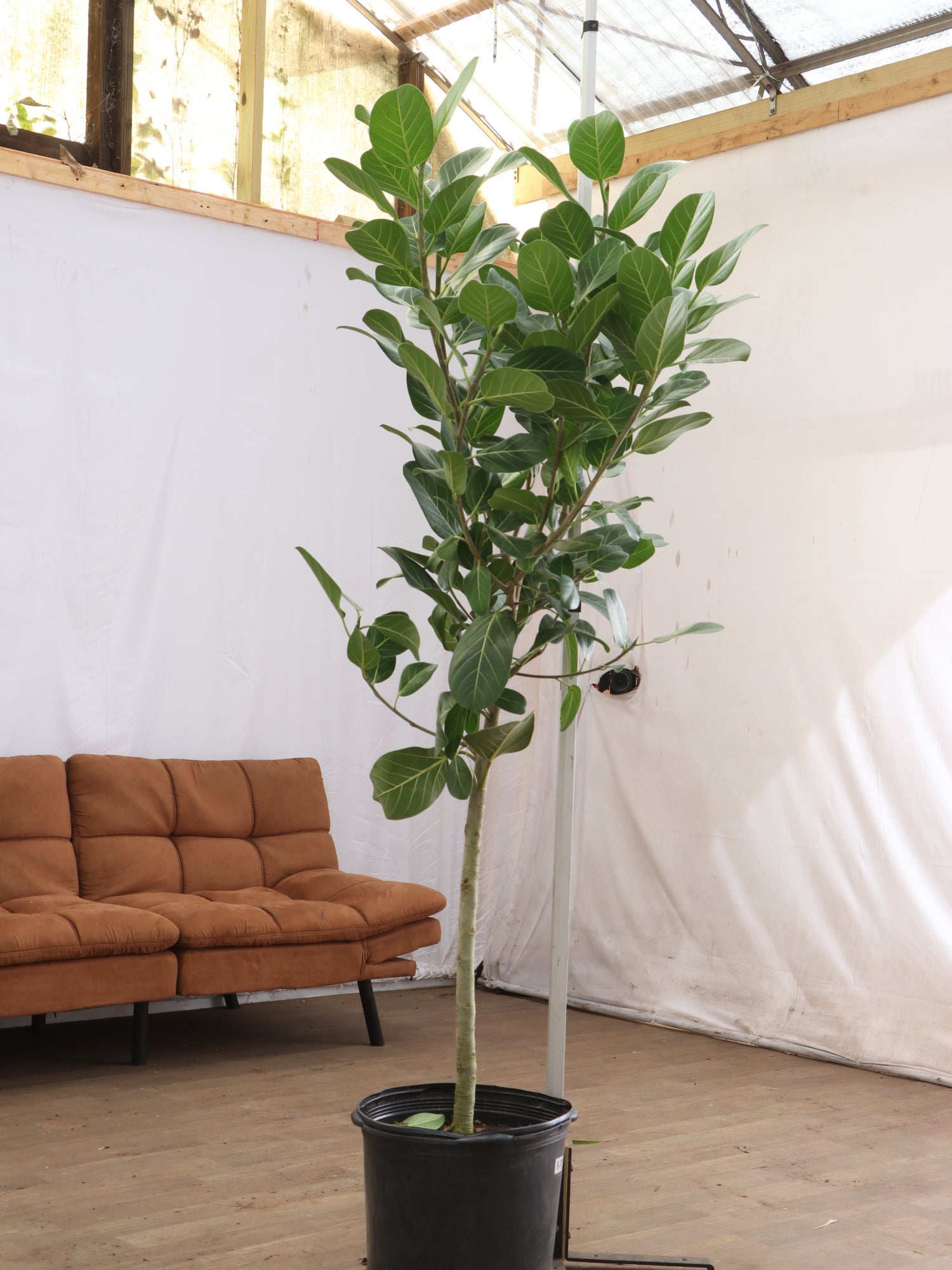 fake ficus audrey 6-8ft Audrey Ficus – Dahing Plants