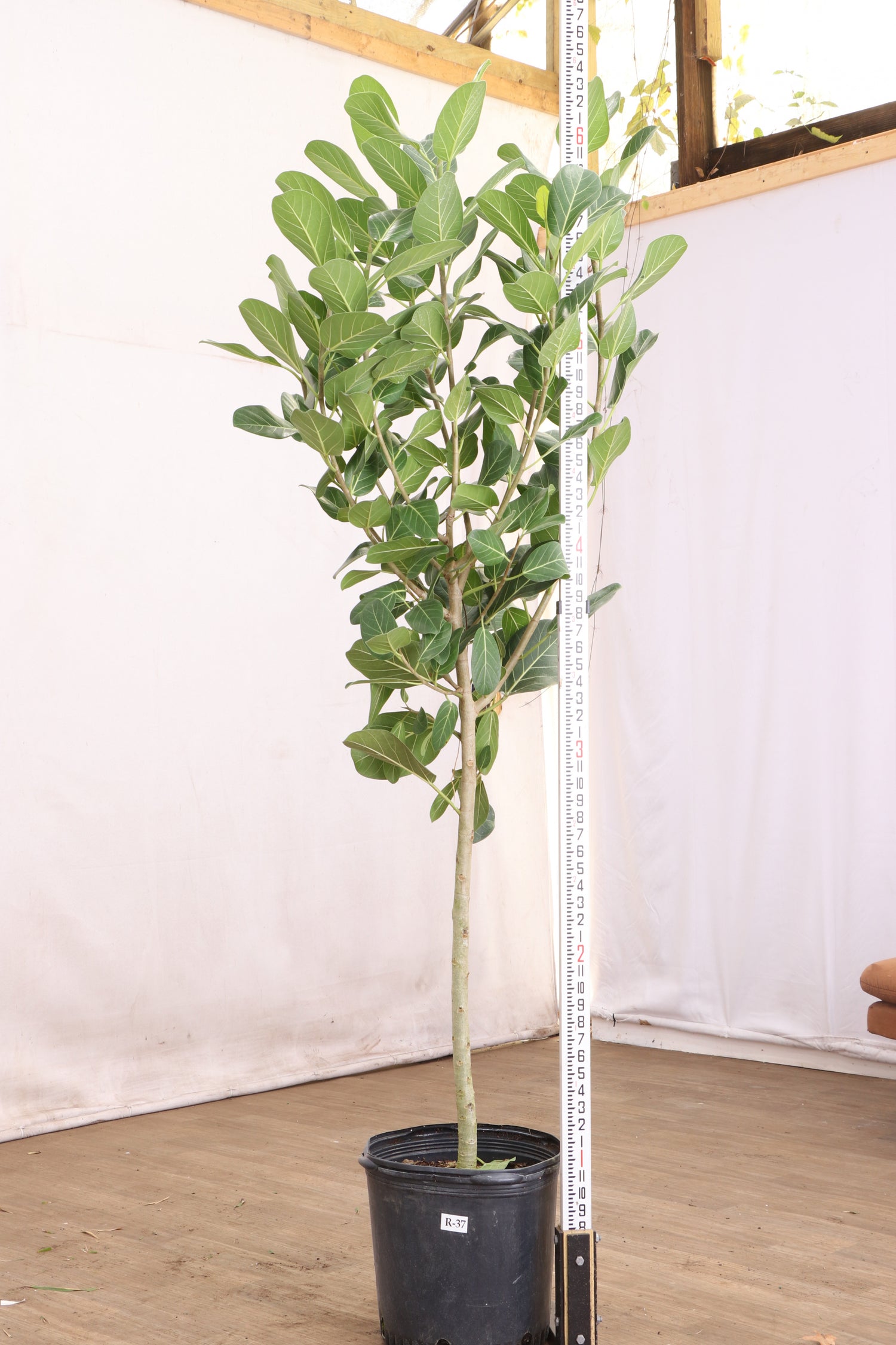 the sill ficus audrey 6-8ft Audrey Ficus – Dahing Plants