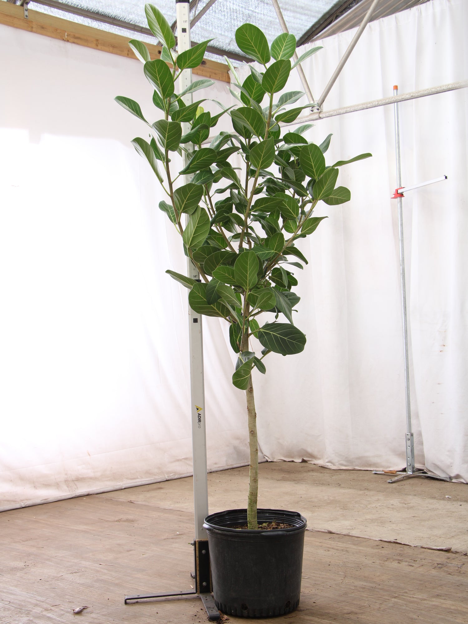 audrey ficus growth rate Full Size Audrey Ficus