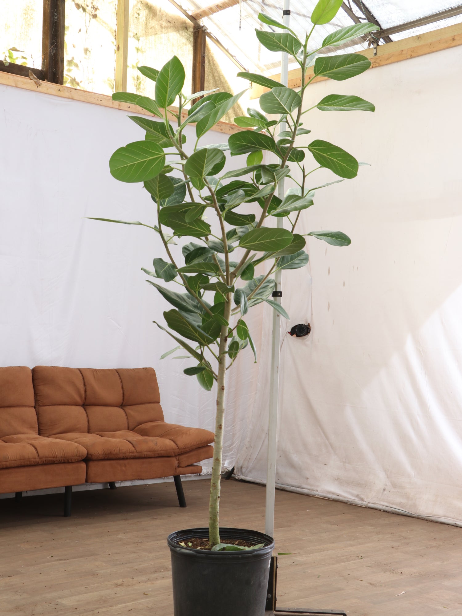Full Size Audrey Ficus