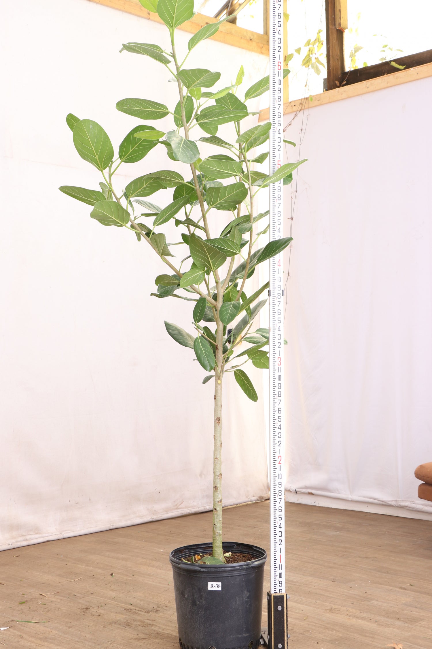 Full Size Audrey Ficus