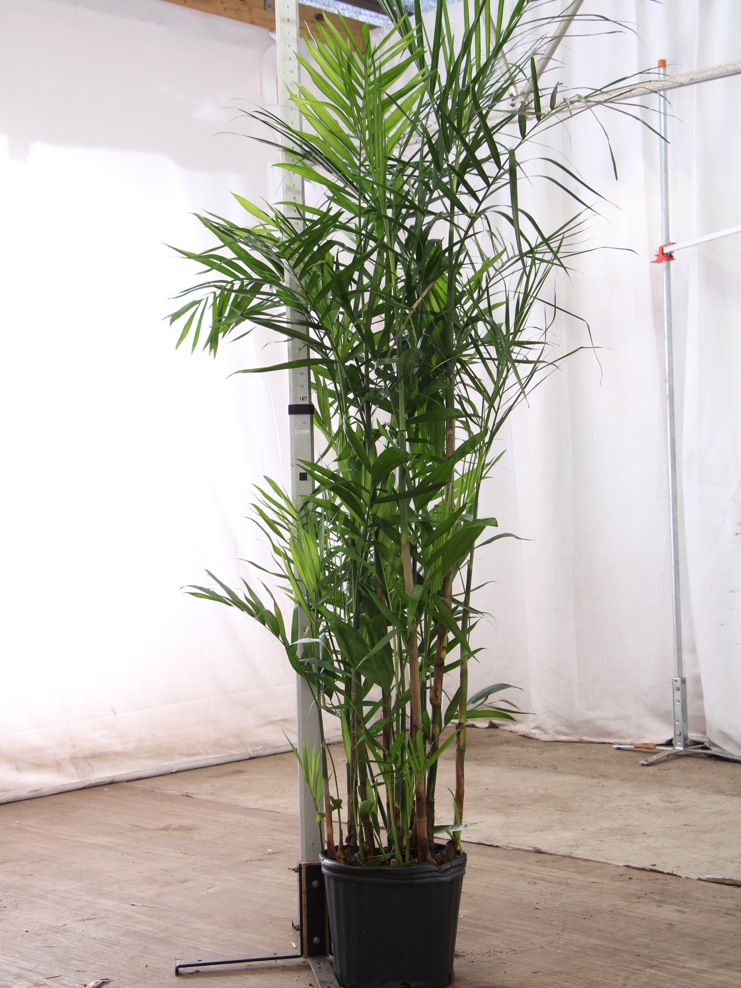 buy bamboo palm plant 3-5 FT Bamboo Palm – Dahing Plants