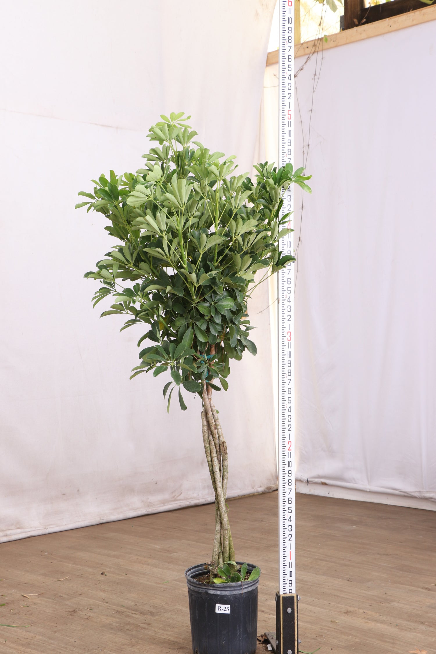 Schefflera Arboricola Indigo