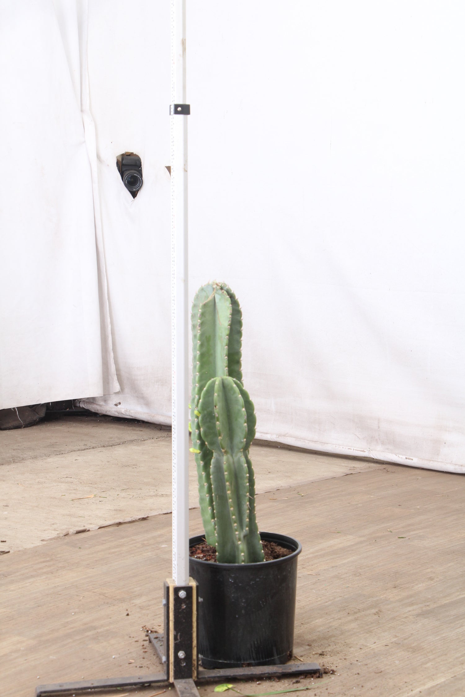 large indoor cactus plants Large Peruvian Cactus