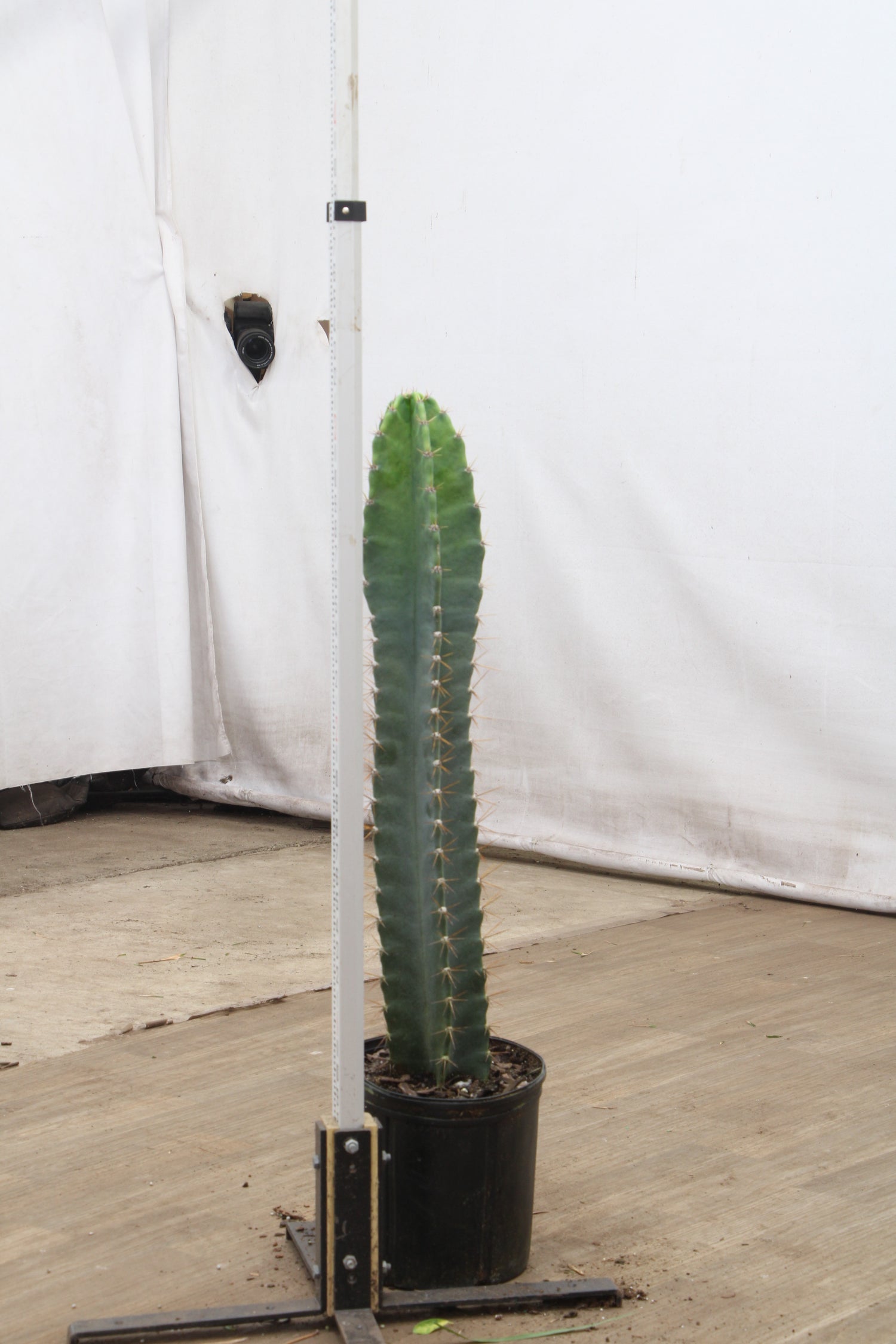 indoor large cactus plants Large Peruvian Cactus