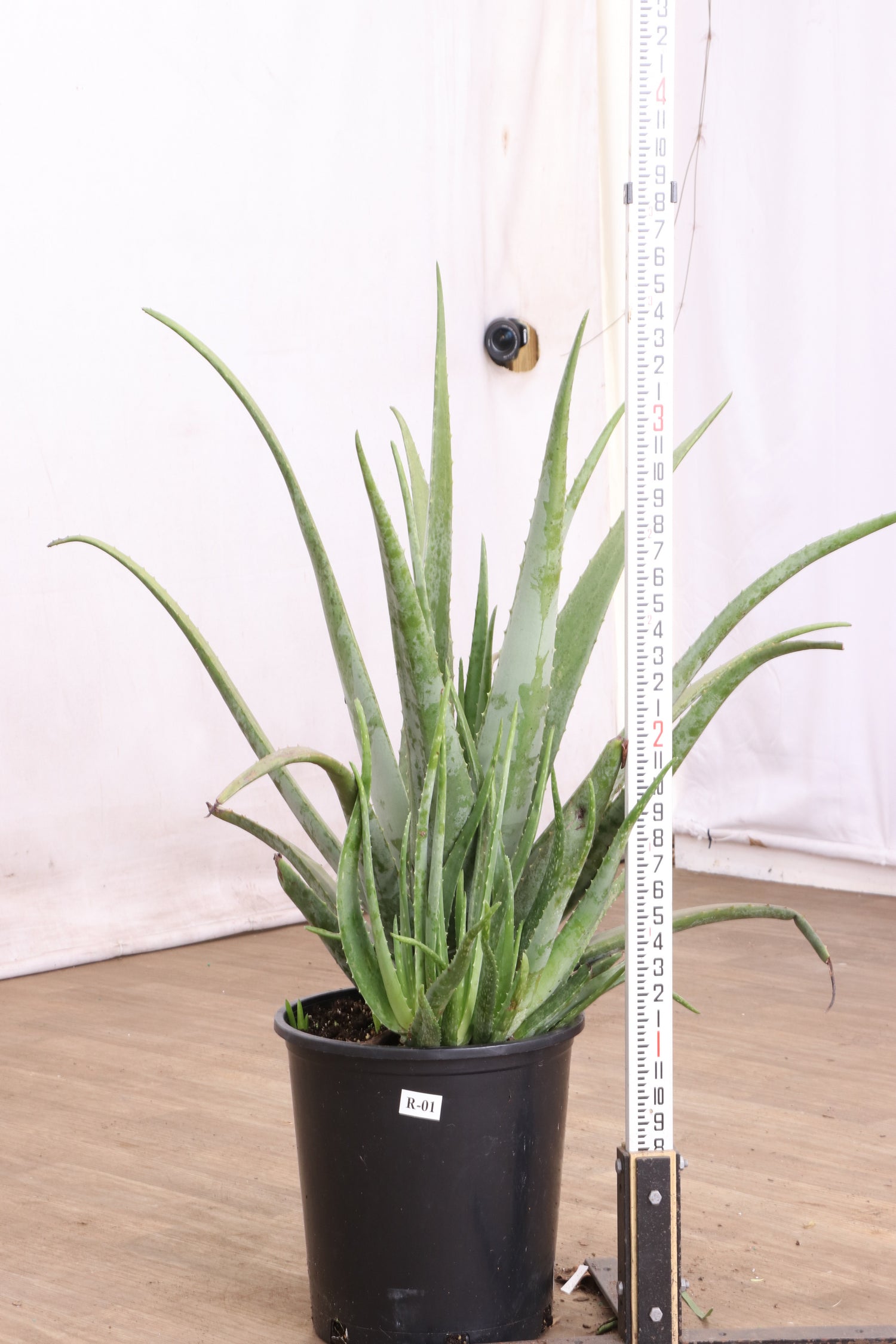 aloe vera plant height 6-8ft Aloe Vera – Dahing Plants