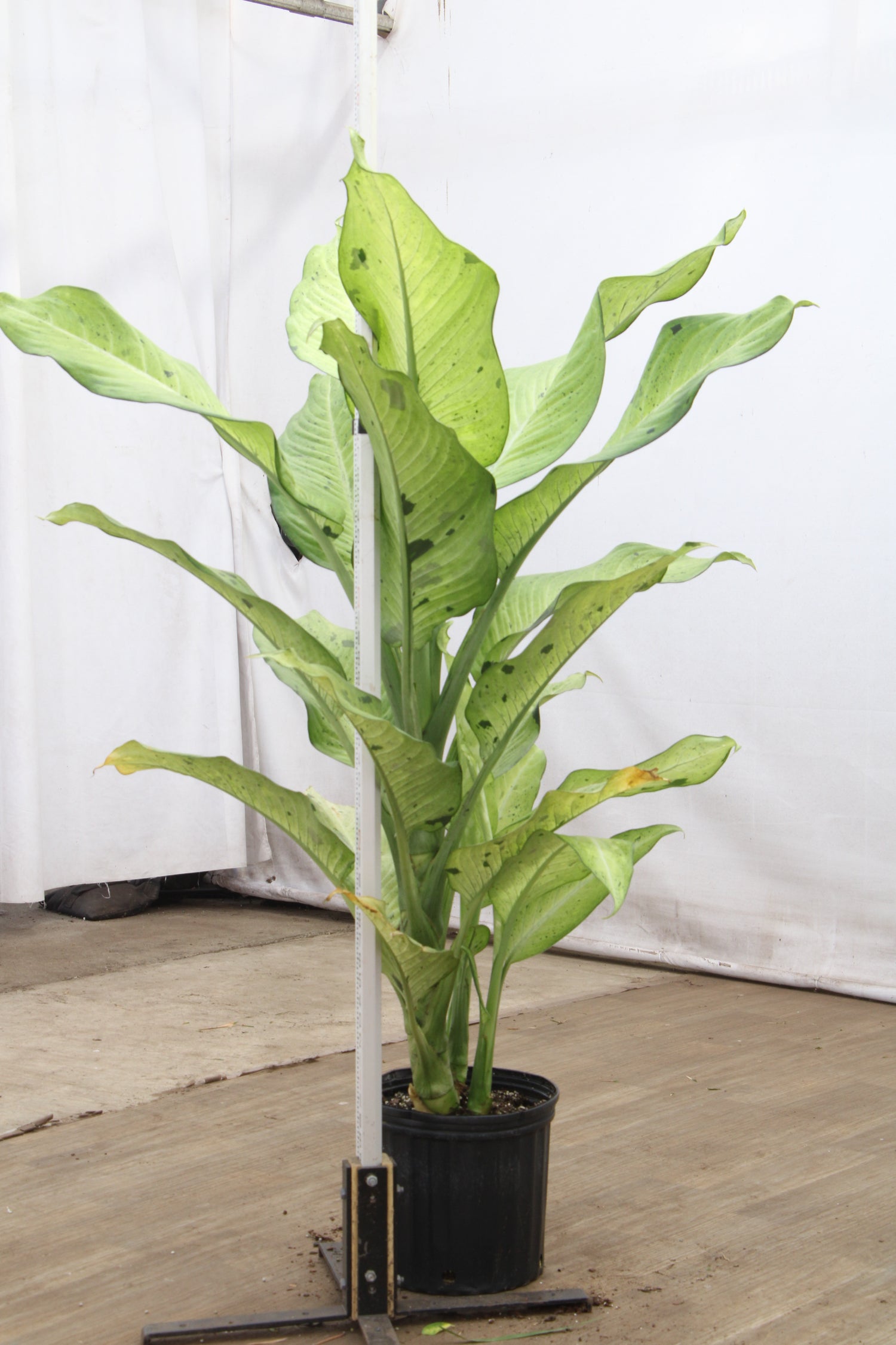 3-5 FT Dieffenbachia 'Camouflage' – Dahing Plants