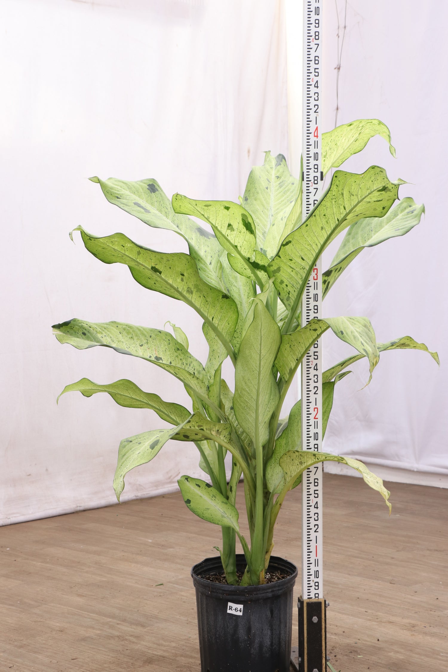 3-5 FT Dieffenbachia 'Camouflage' – Dahing Plants
