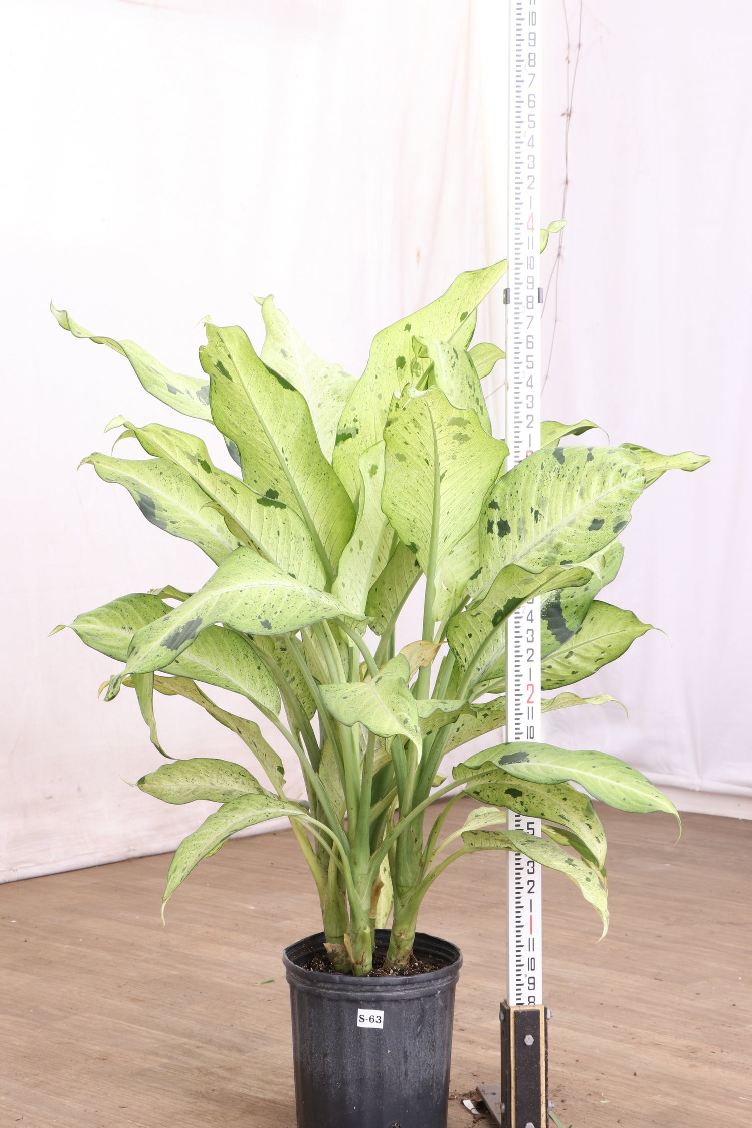 3-5 FT Dieffenbachia 'Camouflage' – Dahing Plants