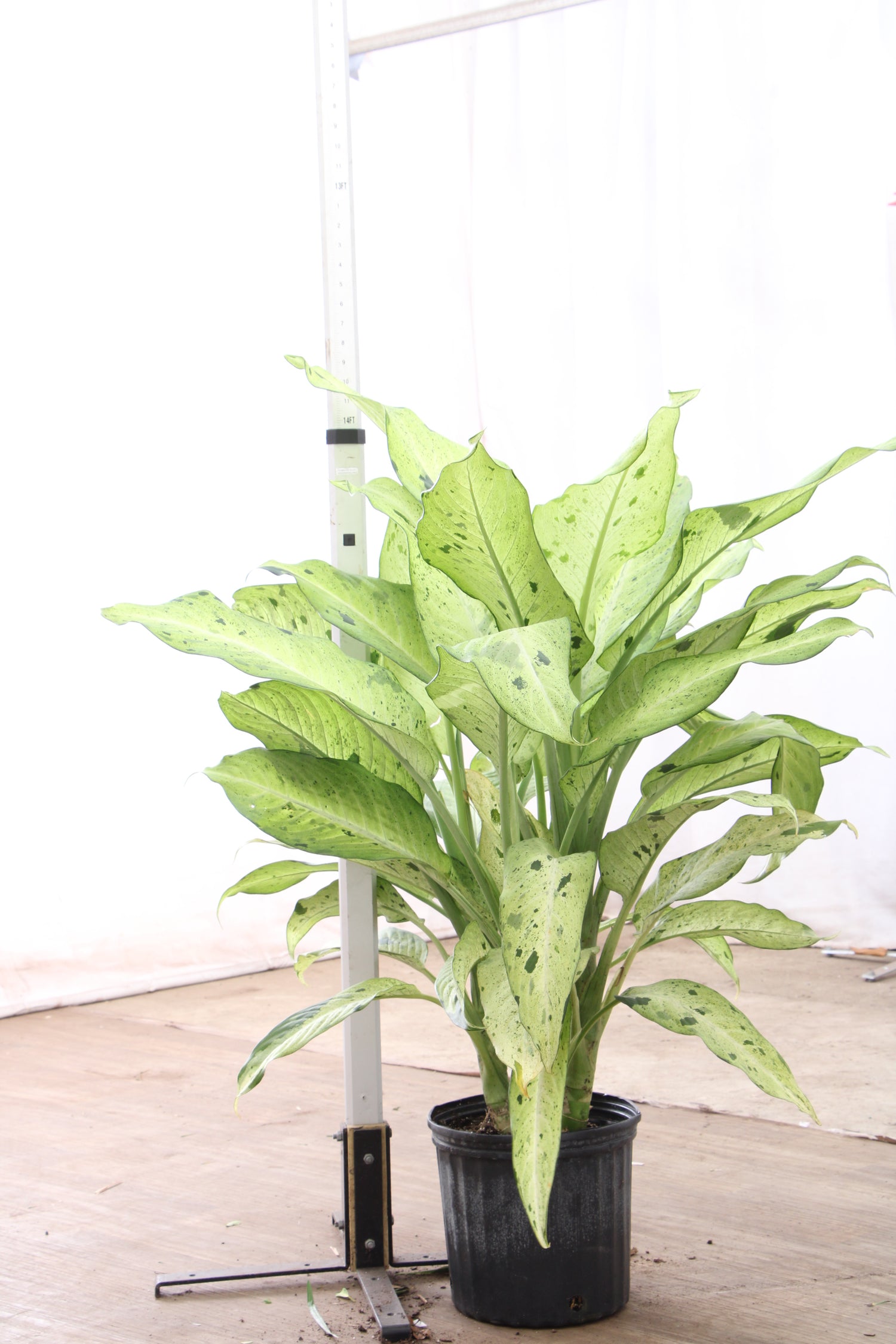 3-5 FT Dieffenbachia 'Camouflage' – Dahing Plants