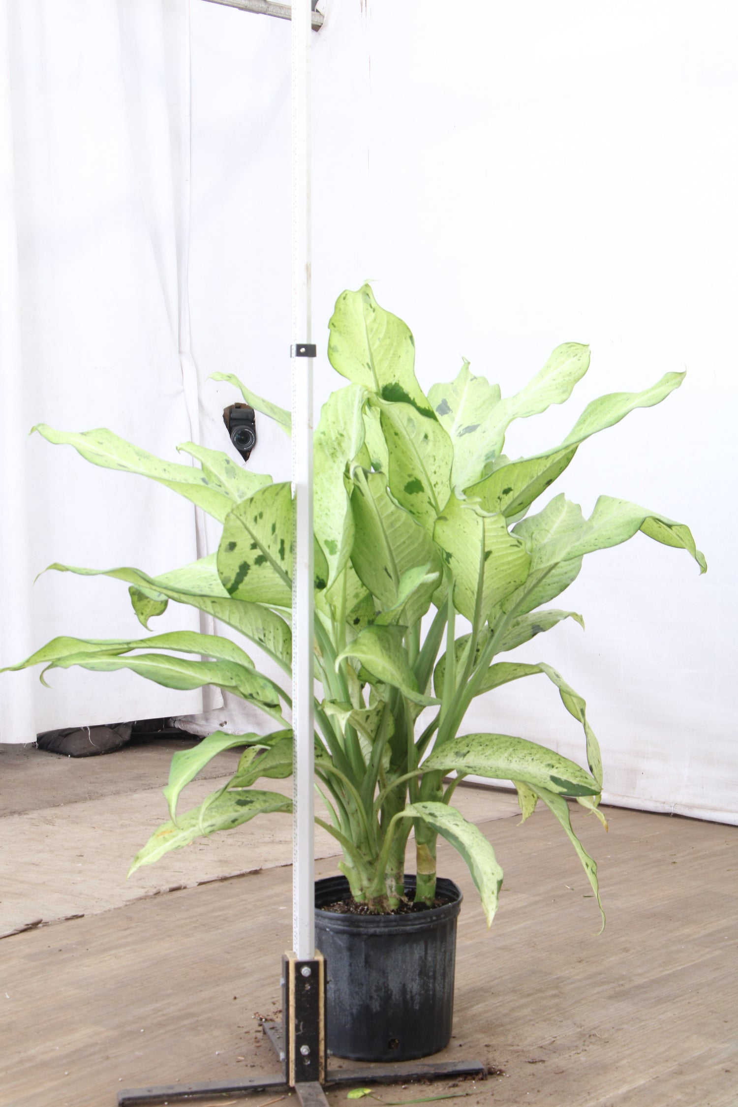 dieffenbachia camouflage Buy Dieffenbachia 'Camouflage' Online | Large Indoor Plant