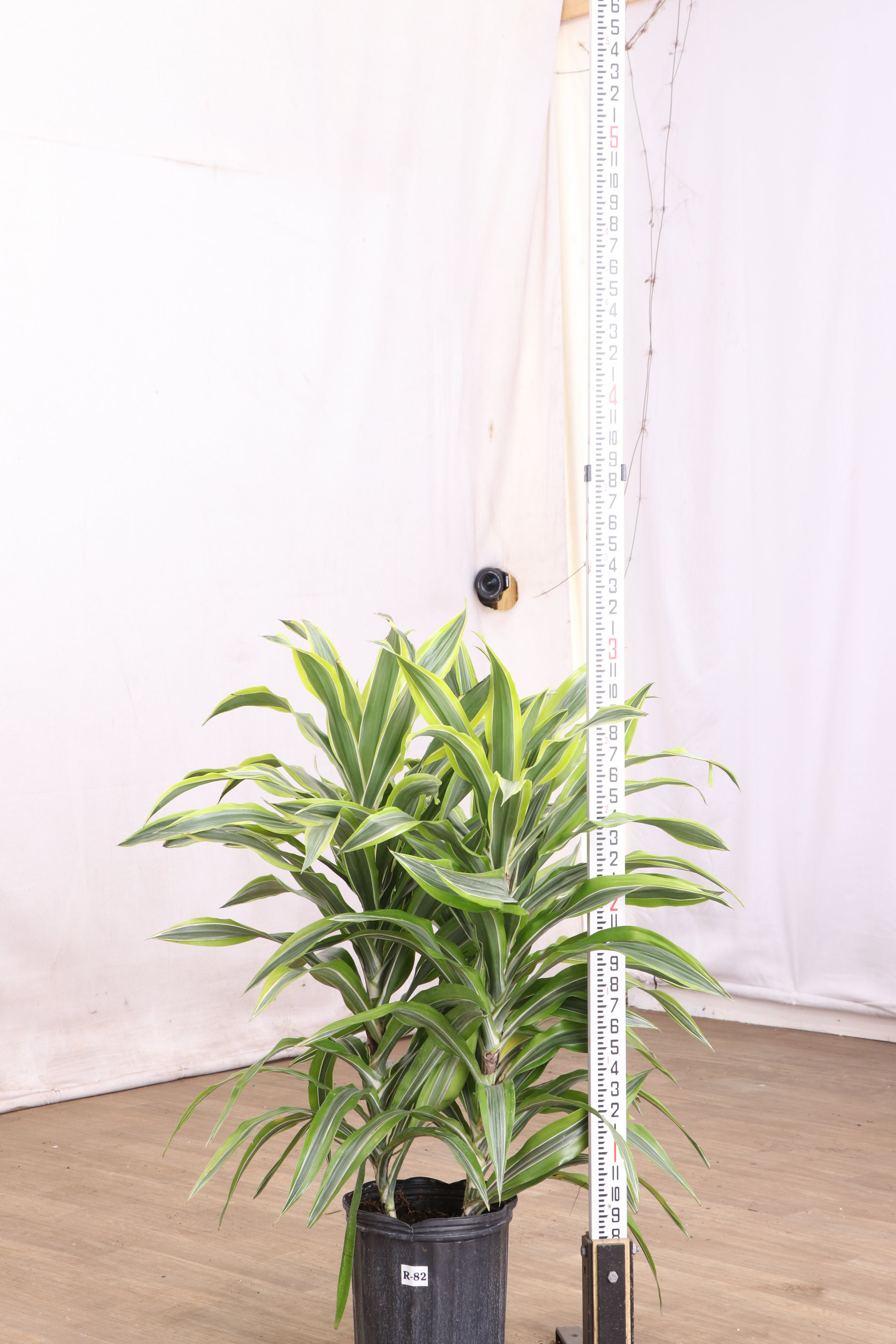 3-5 FT Dracaena Warneckii Lemon Lime Bush – Dahing Plants