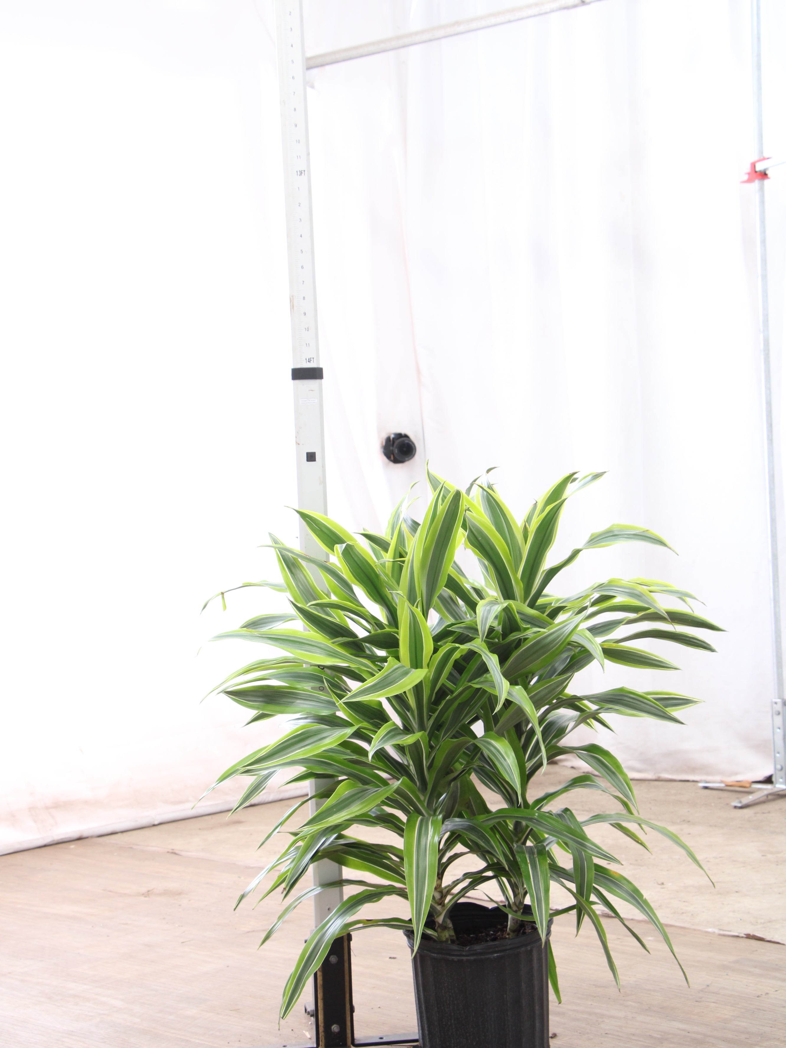Buy Dracaena Warneckii Lemon Lime Bush Online | Large Indoor Plant