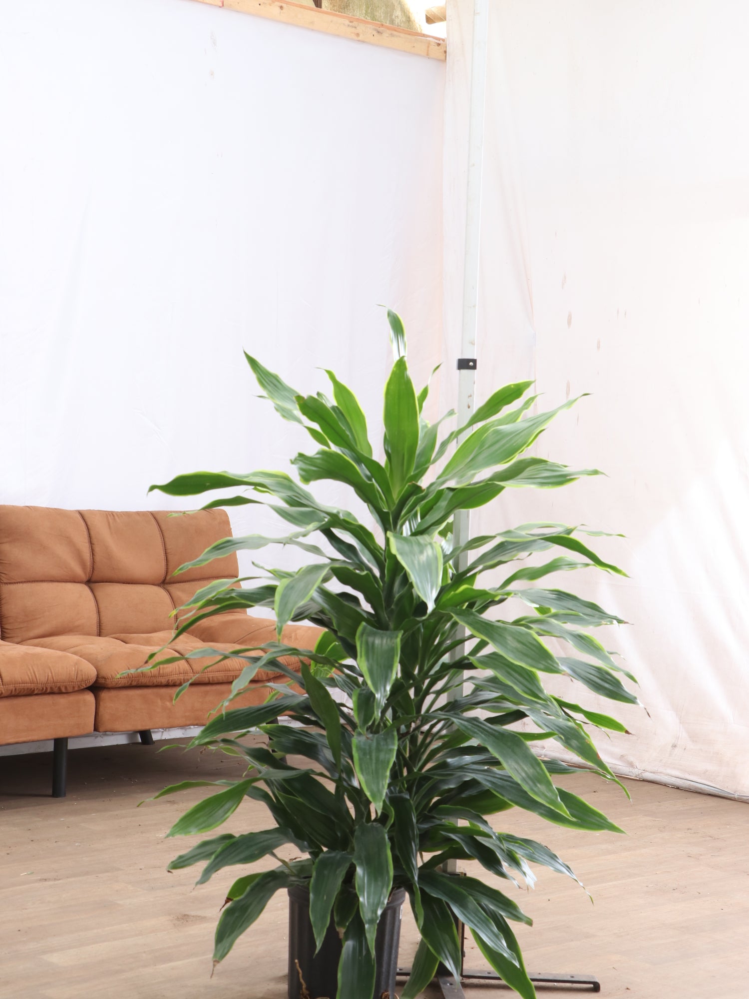 dracaena carmen Large Dracaena Carmen