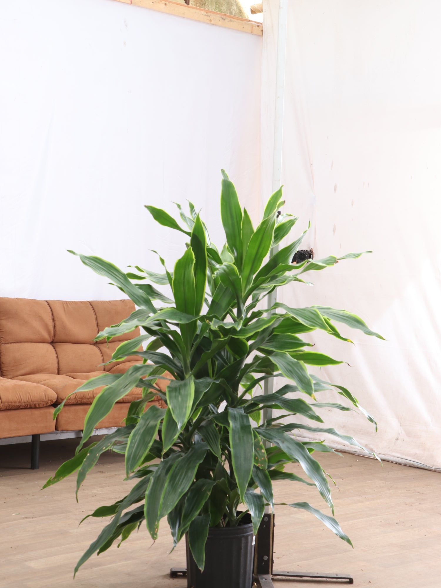 dracaena carmen art Large Dracaena Carmen